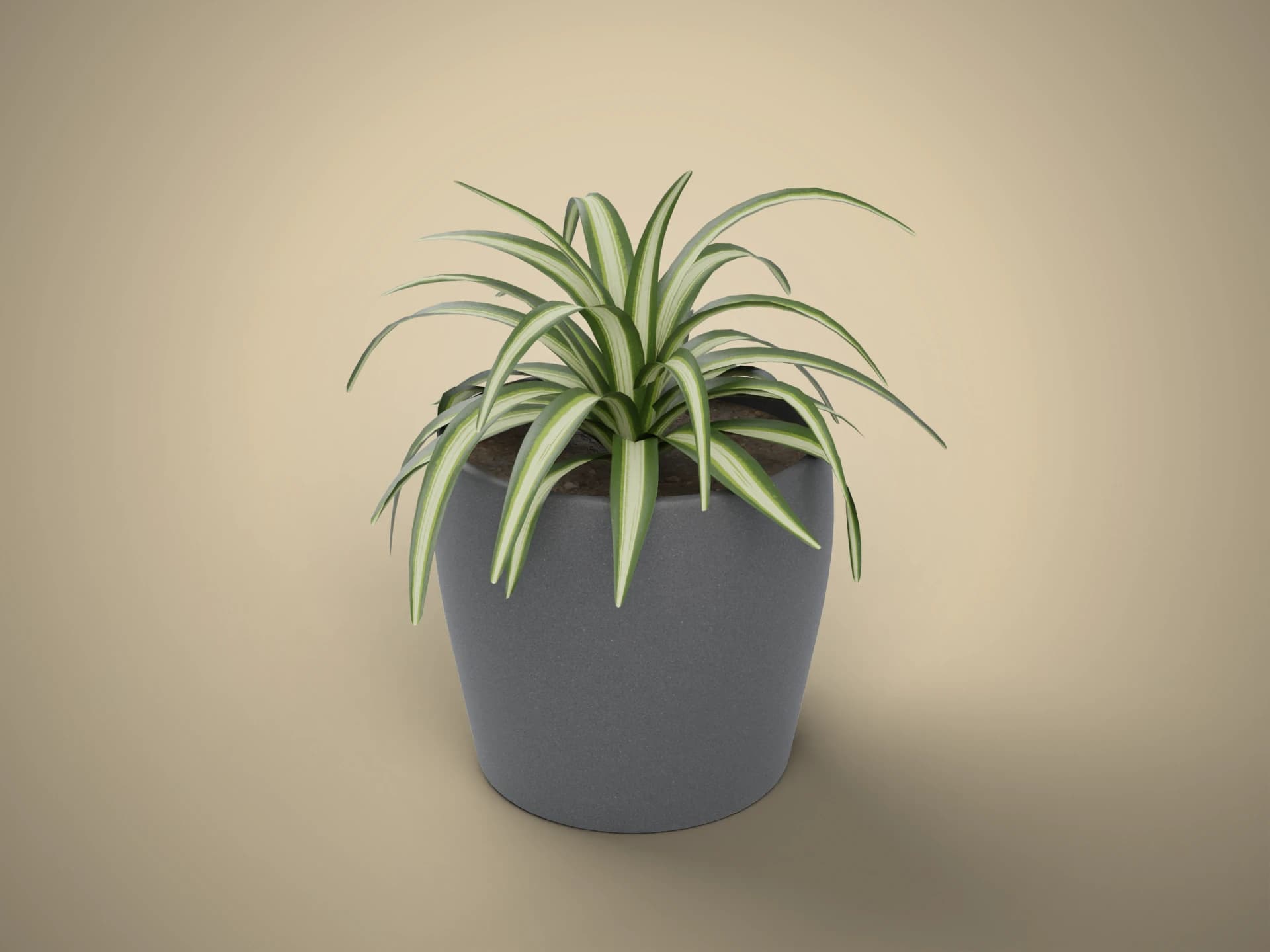 Potted Spider Plant Houseplant 3D Model