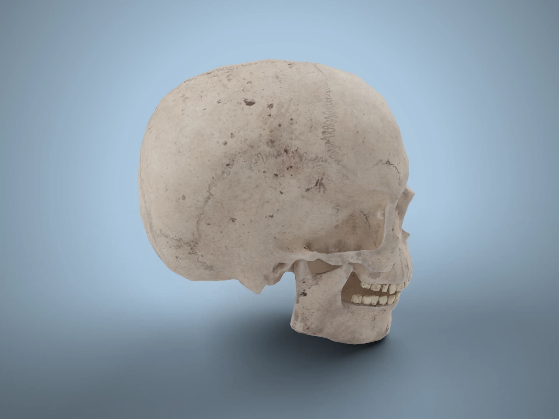 Aged Human Skull with Separate Jaw 3D Model