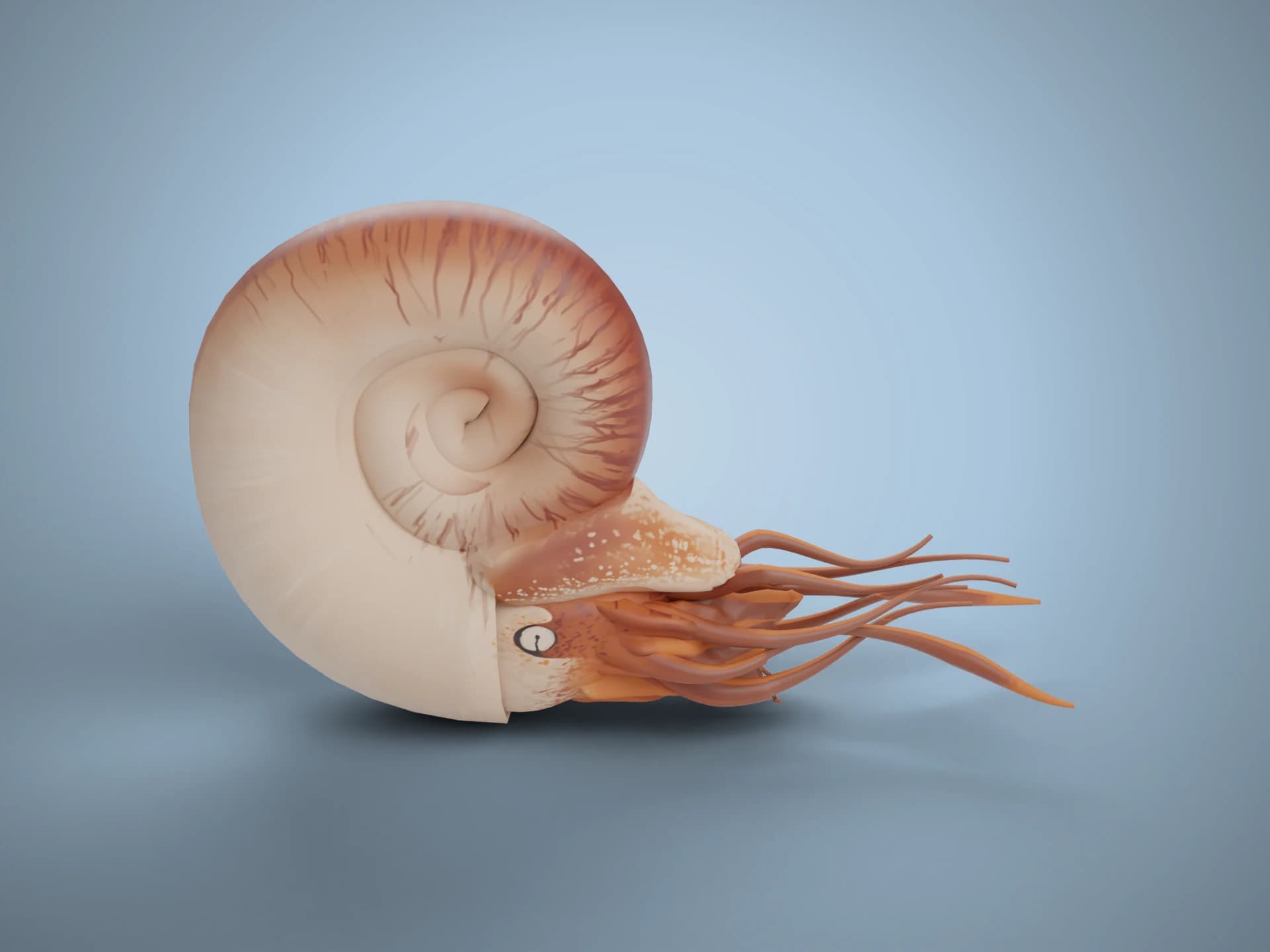Animated Living Ammonite 3D Model