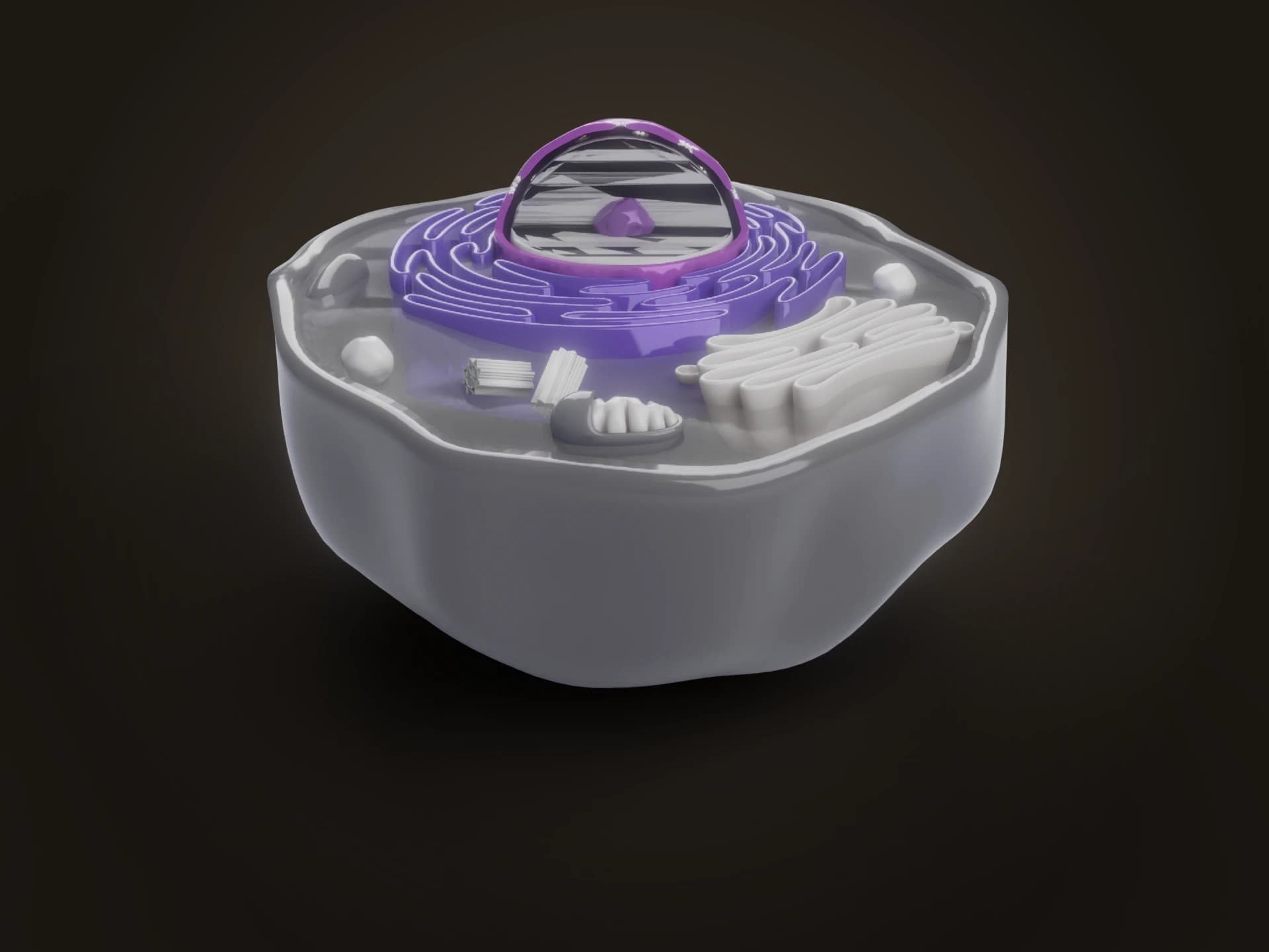 Animal Cell Cutaway 3D Model