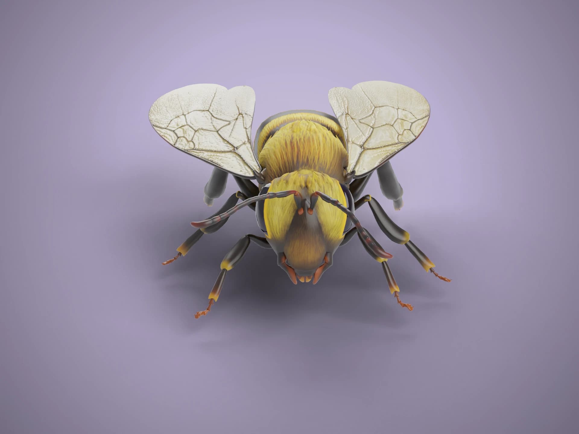 Animated Bumblebee 3D Model