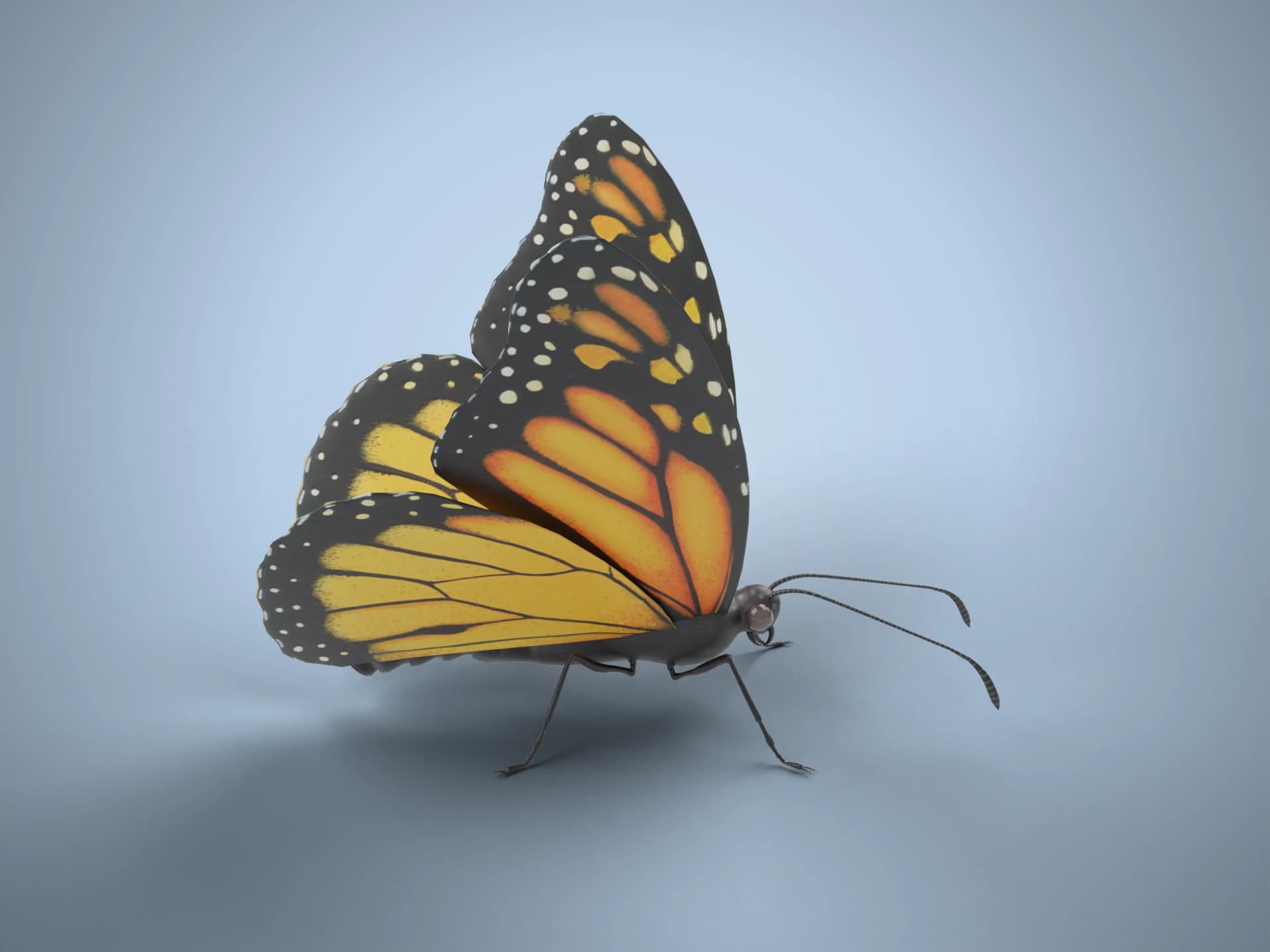 Animated Fluttering Butterfly 3D Model