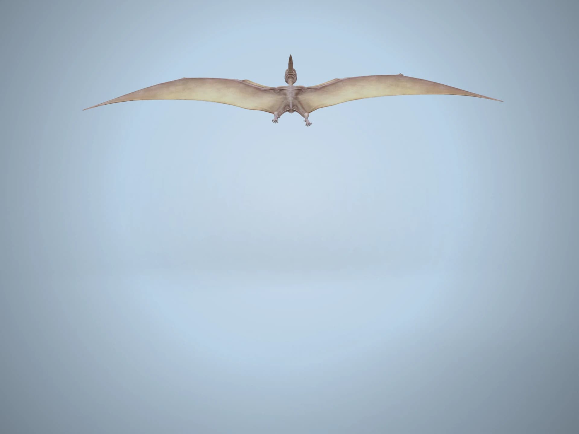 Animated Flying Pterodactyl 3D Model