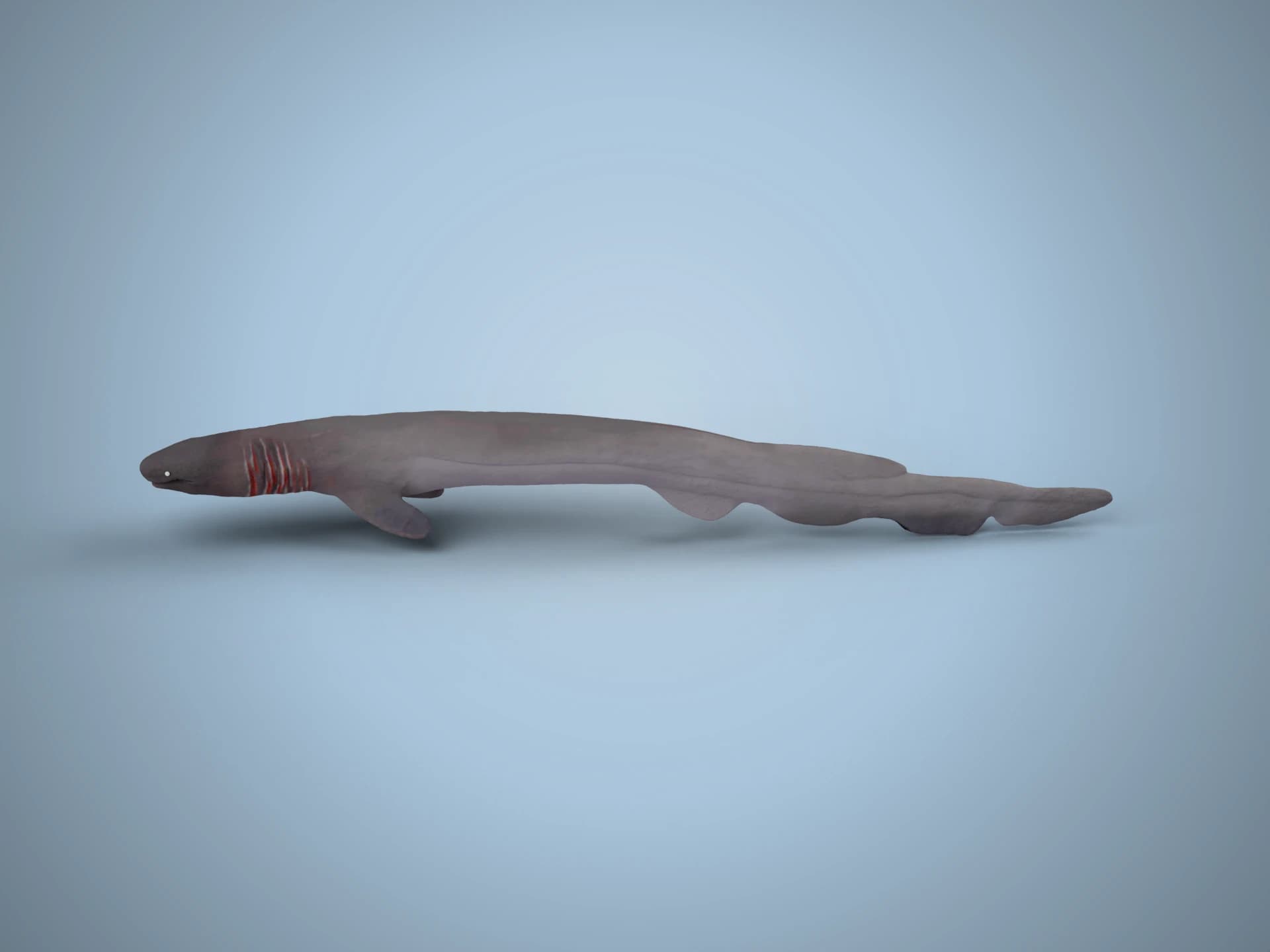 Frilled Shark Animated 3D Model