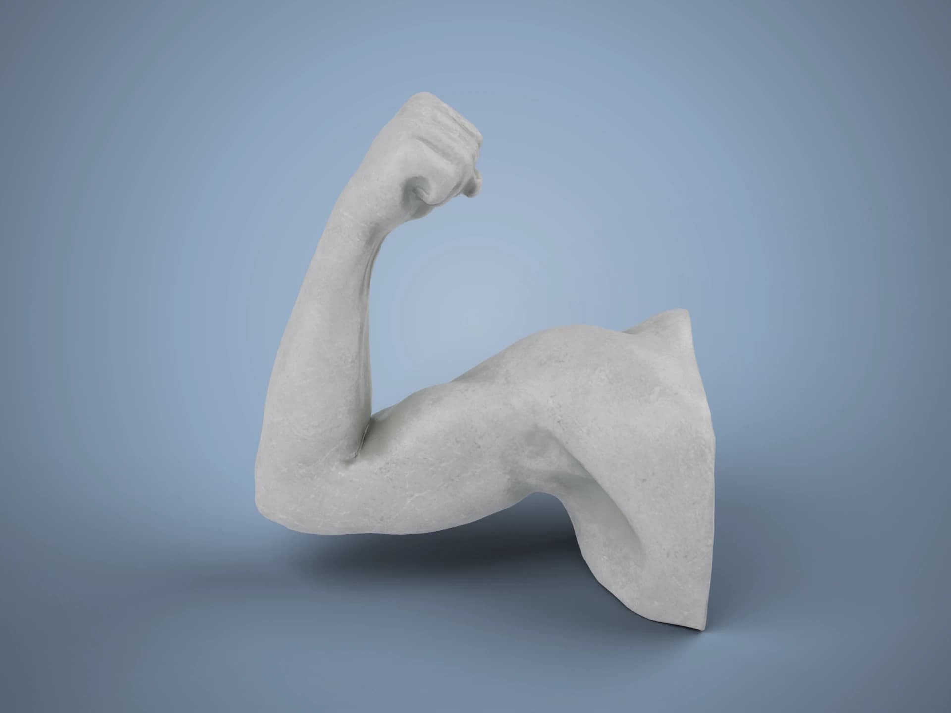 Flexed Human Arm Anatomy Sculpture 3D Model