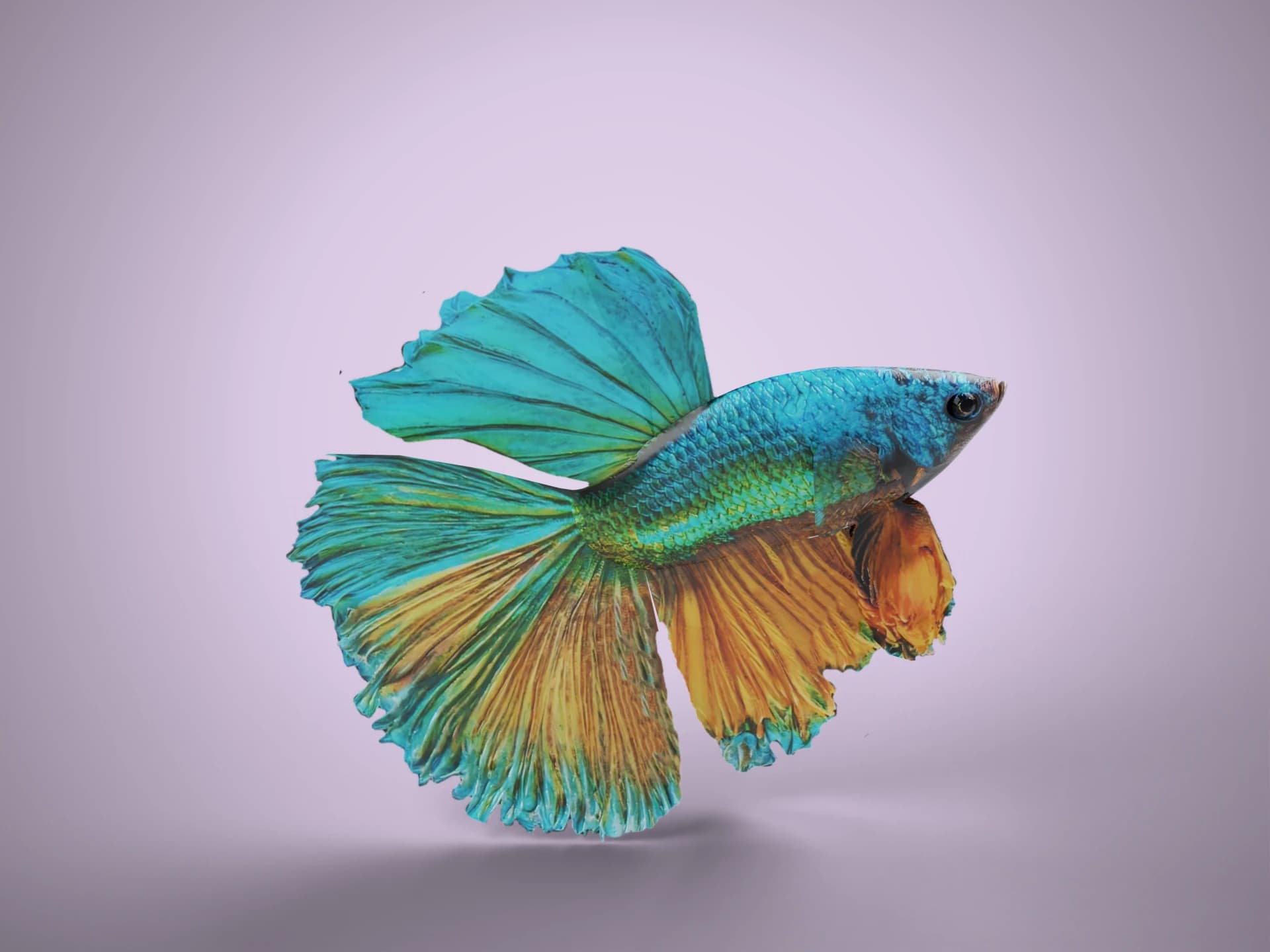 Animated Betta Fish 3D Model