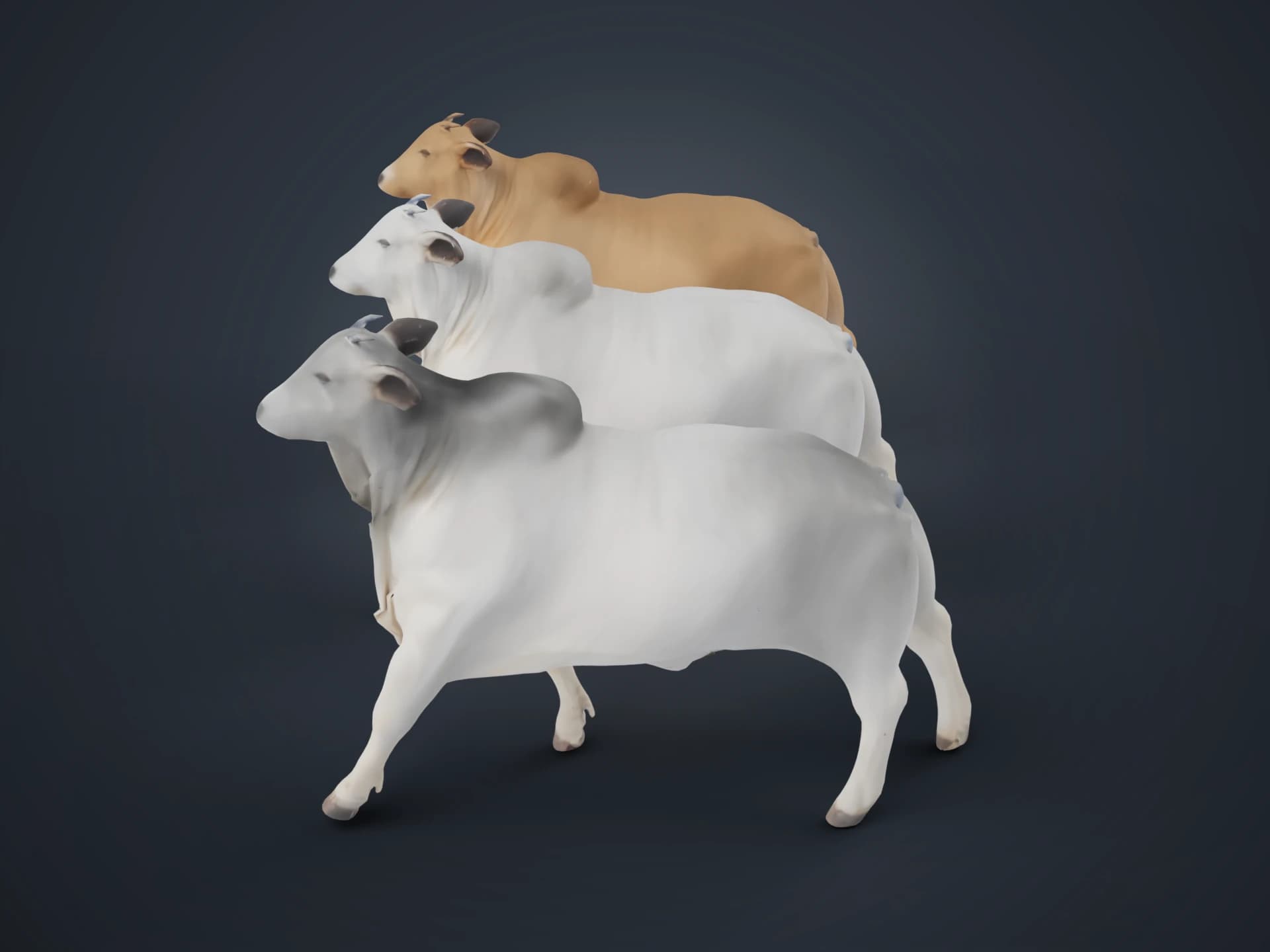 Brahman Cattle Animated 3D Model