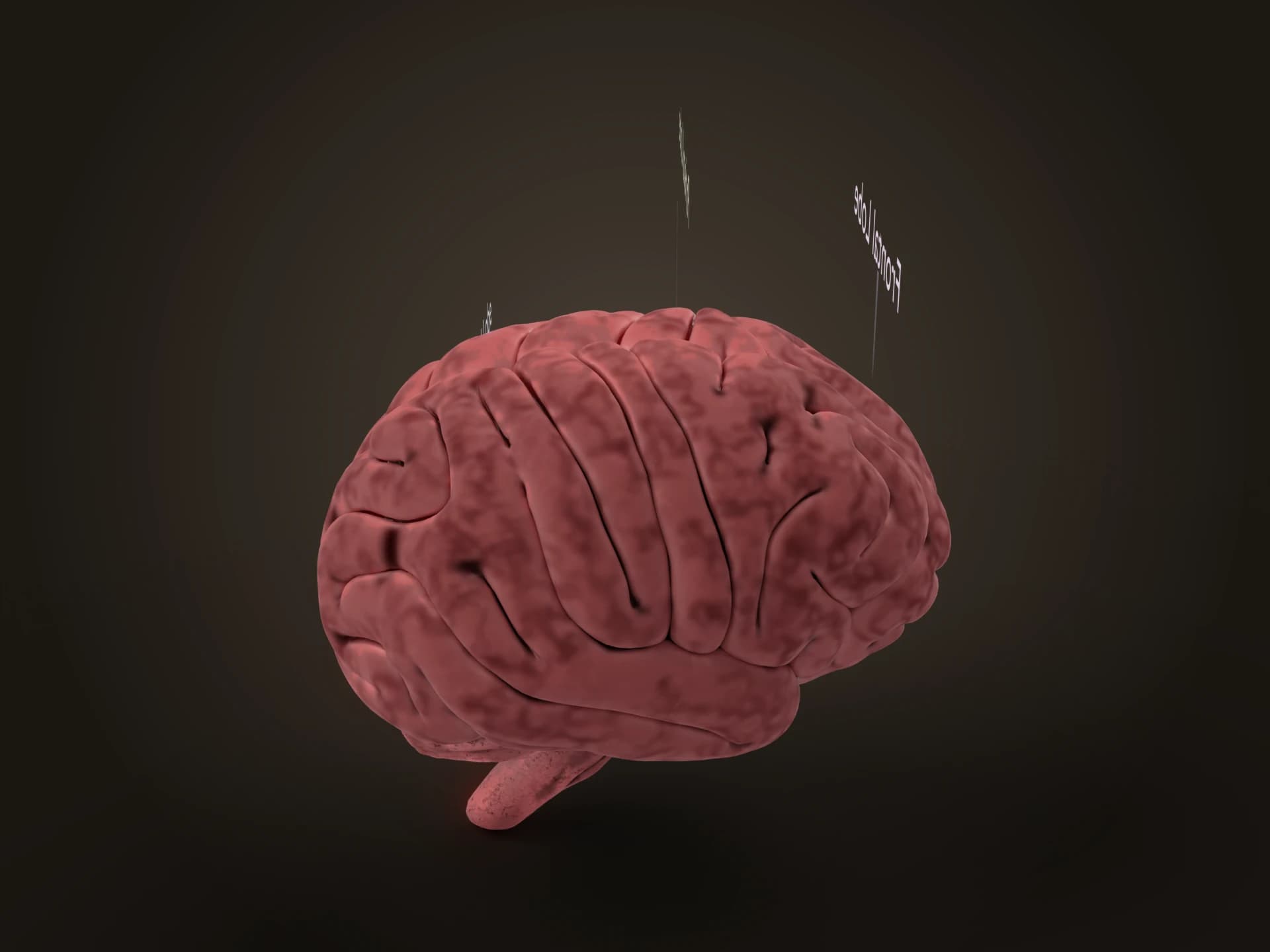 Human Brain with Labelled Lobes 3D Model