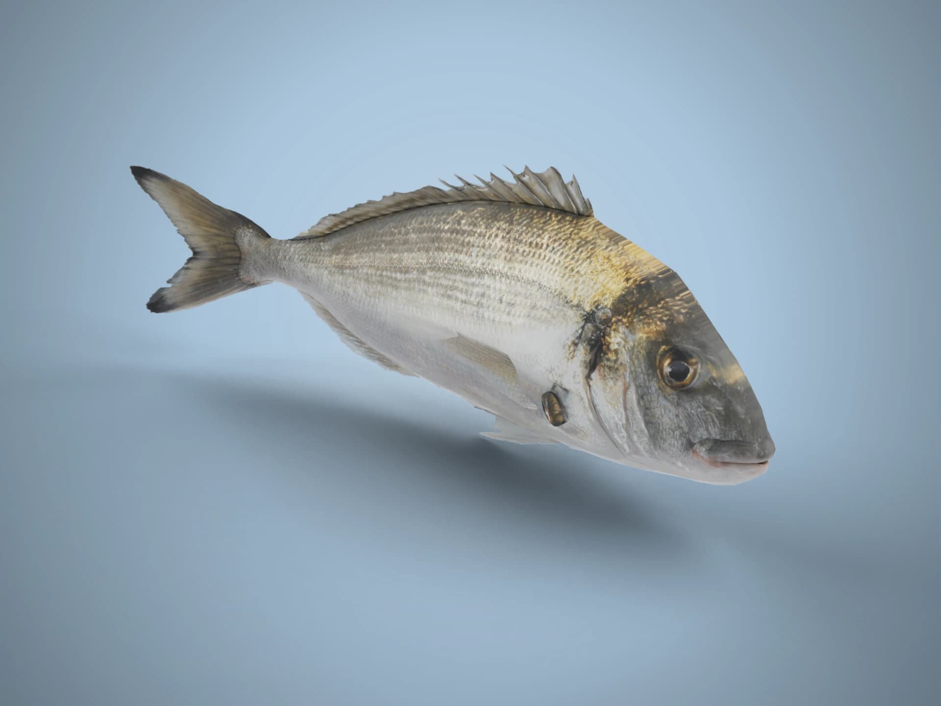 Animated Gilt-Head Sea Bream Fish 3D Model