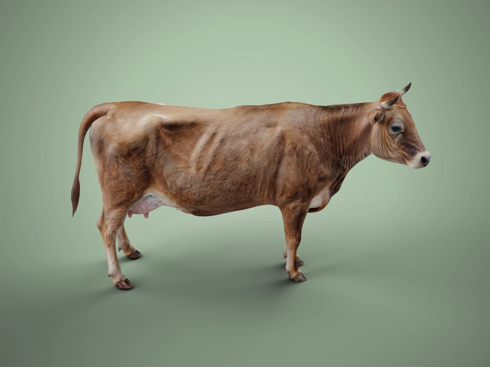 Brown Dairy Cow 3D Model