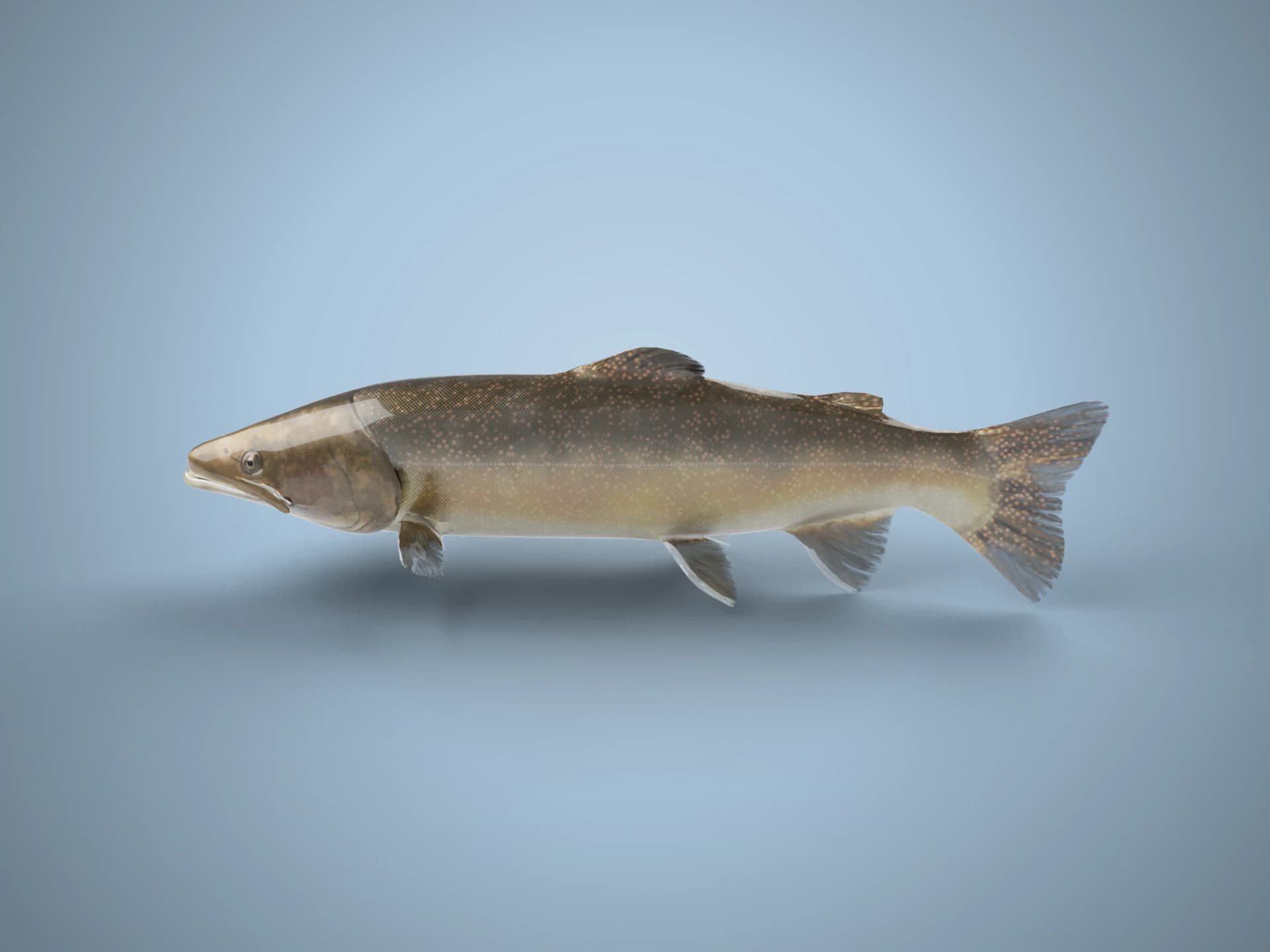 Bull Trout Animated 3D Model
