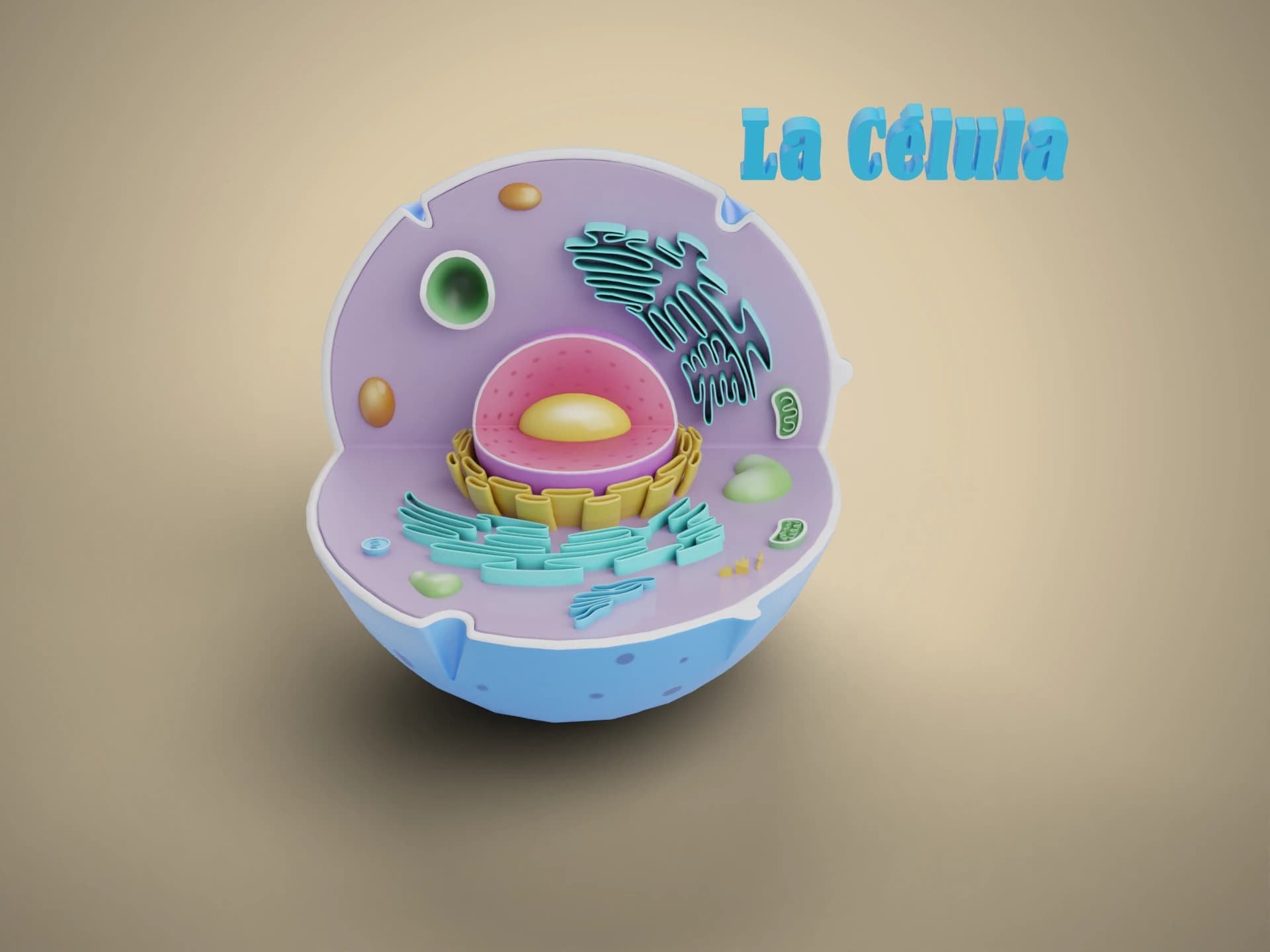 Eukaryotic Animal Cell Model 3D Model