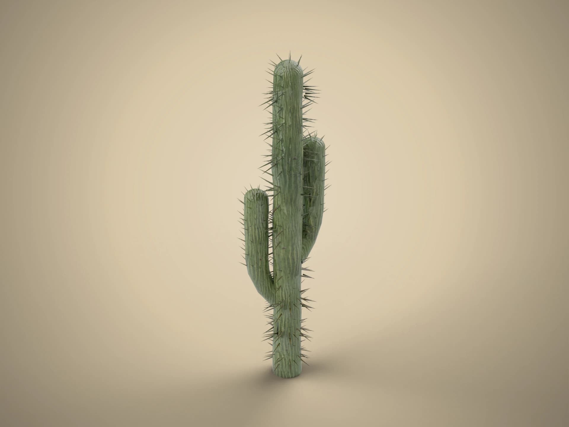Tall Columnar Cactus 3D Model