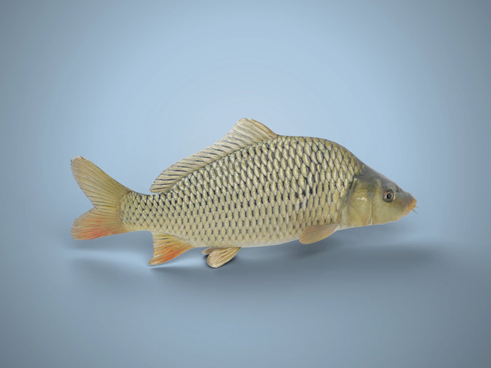 Animated Common Carp Fish 3D Model