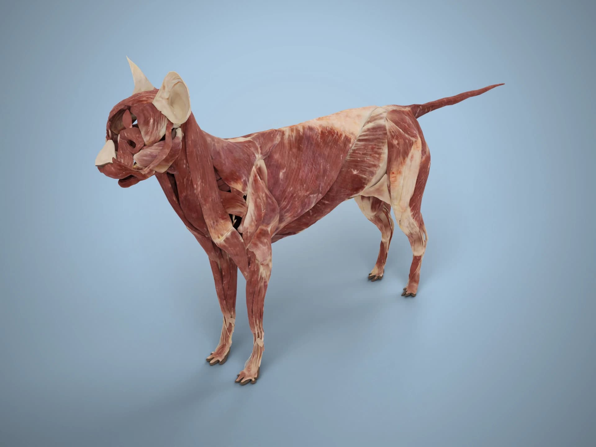 Cat Muscle Anatomy 3D Model
