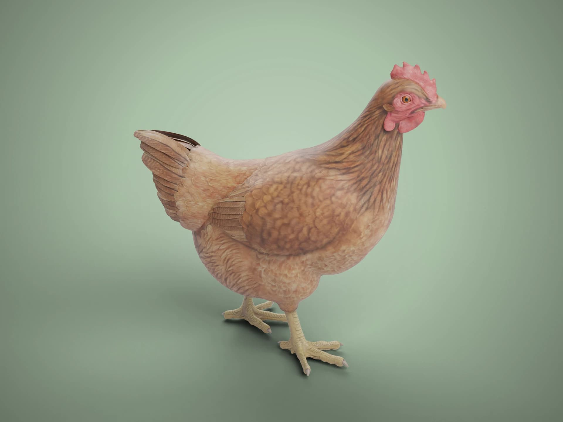 Brown Hen Chicken 3D Model