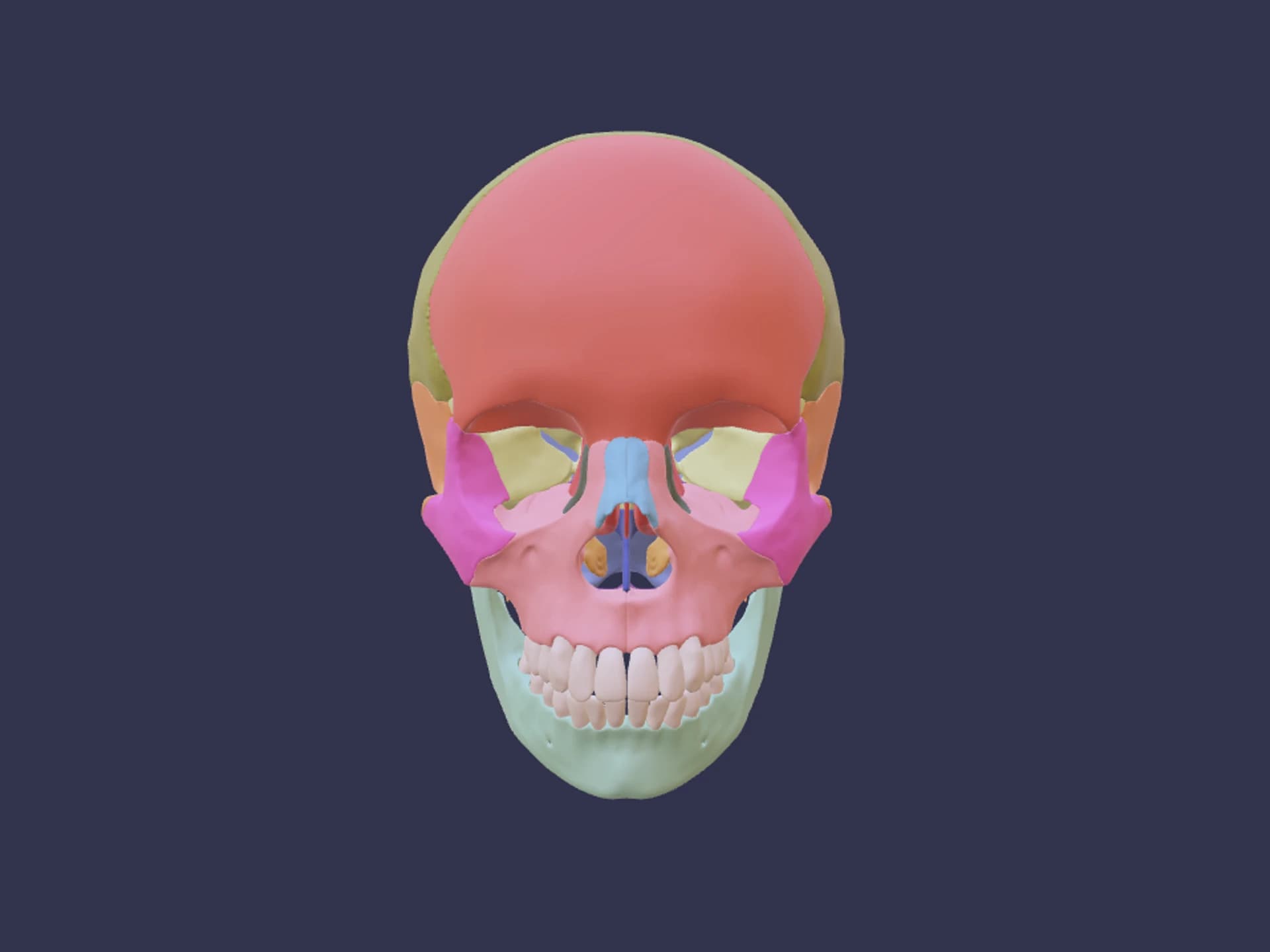 Coloured Skull Human Anatomy 3D Model