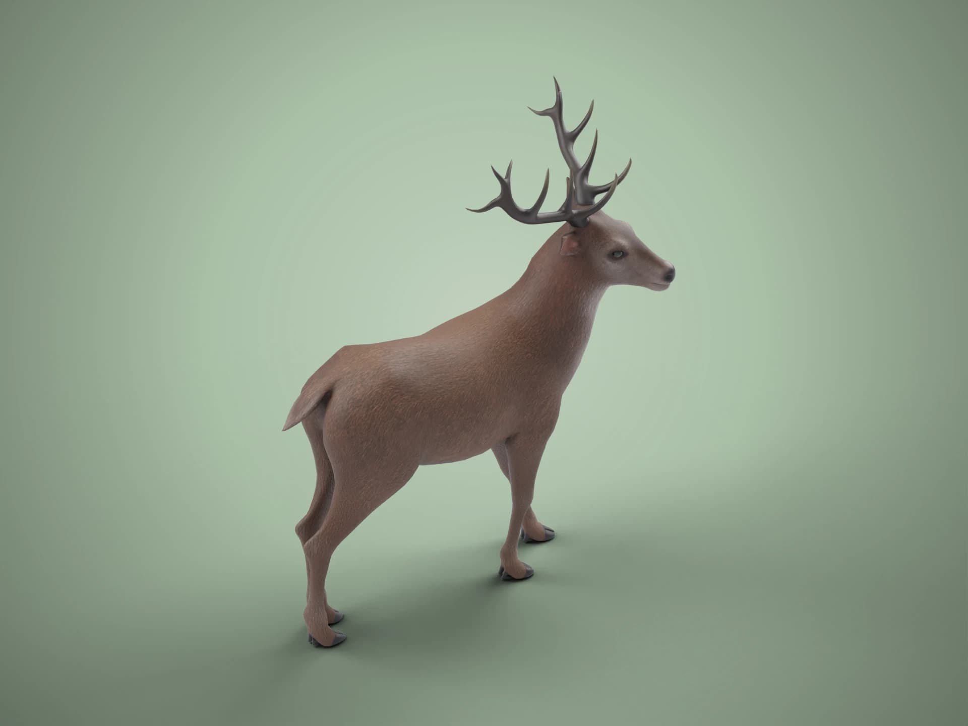 Red Deer Stag 3D Model
