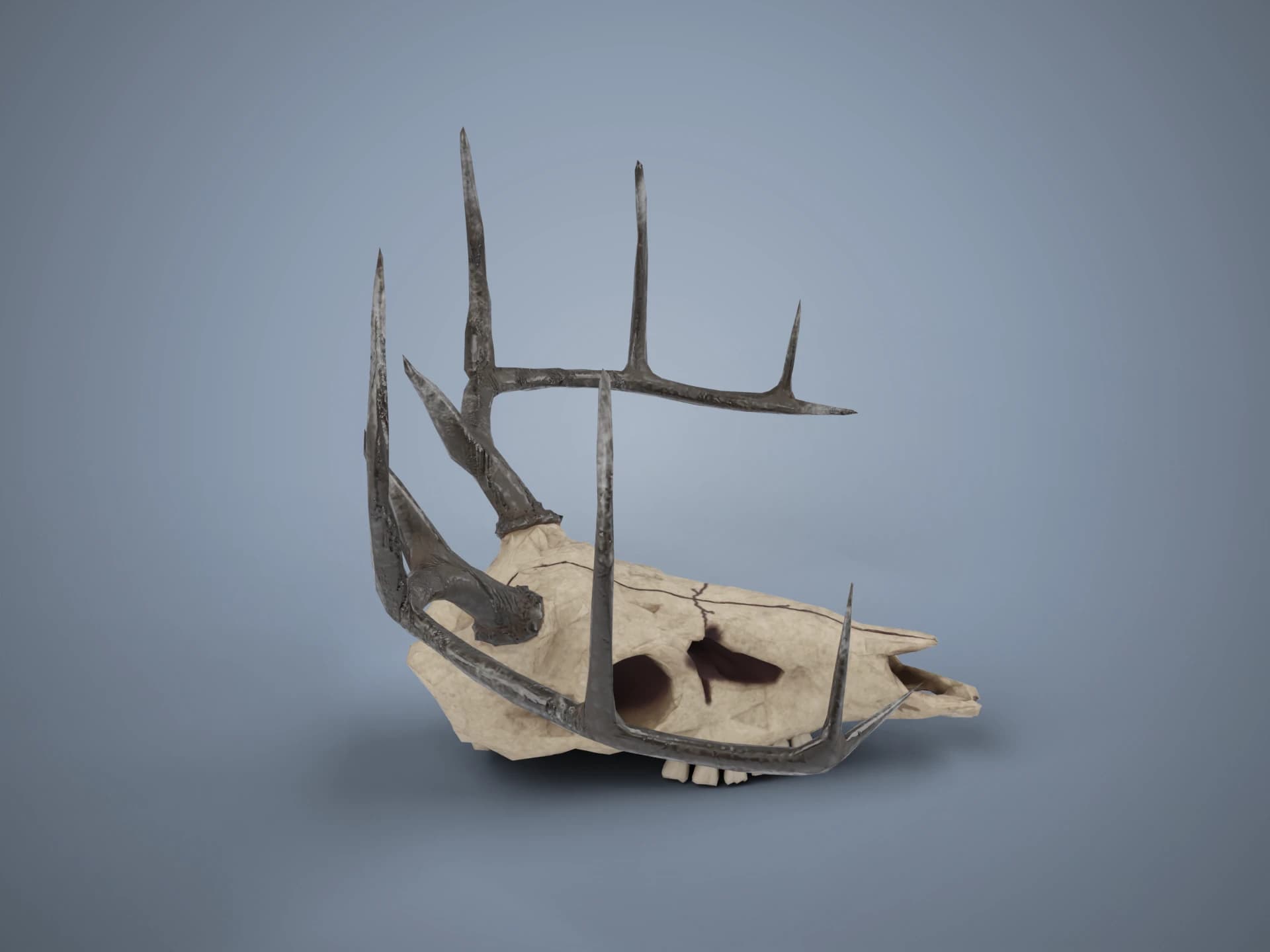 Deer Skull with Antlers 3D Model