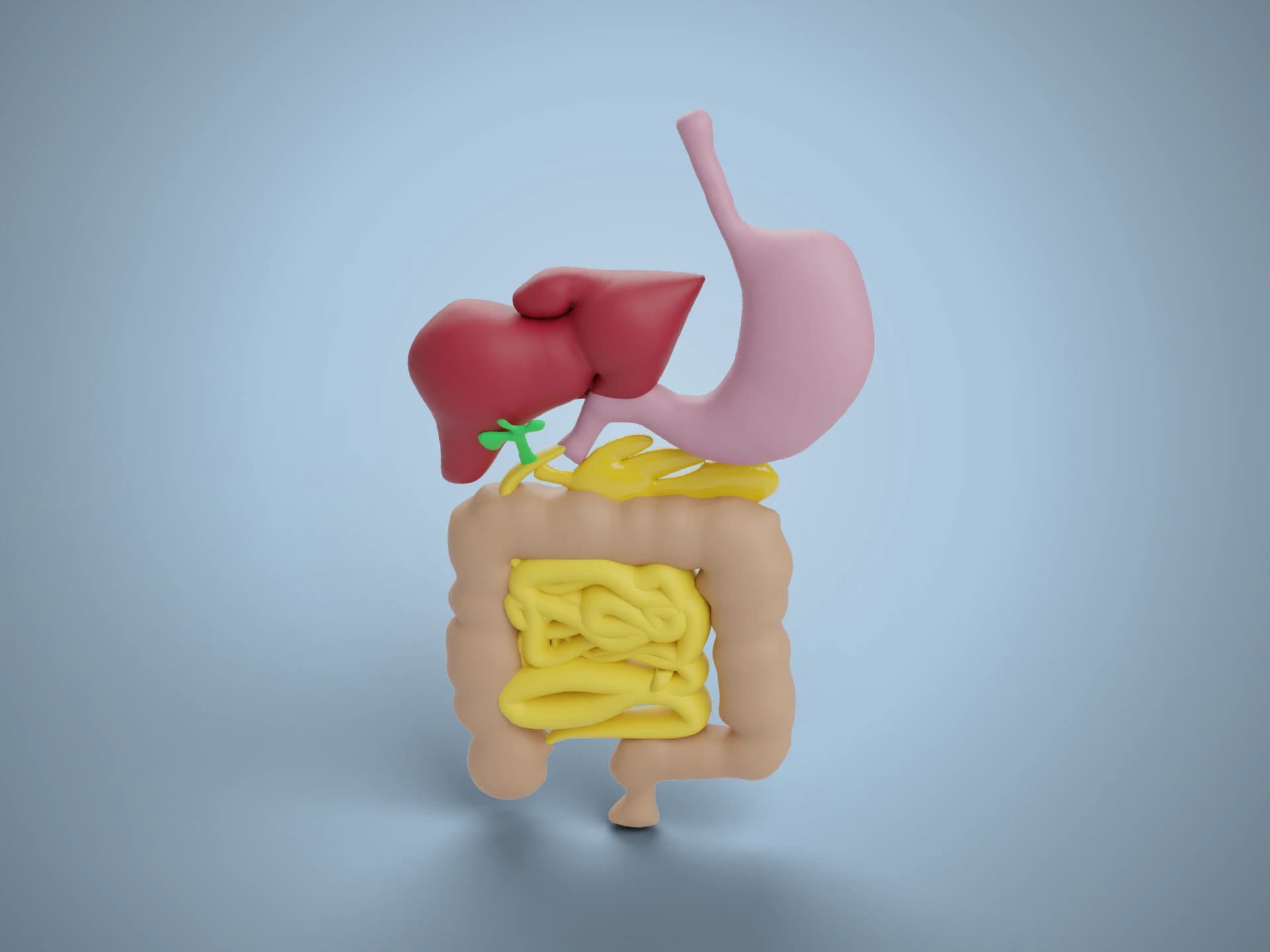Human Digestive System 3D Model
