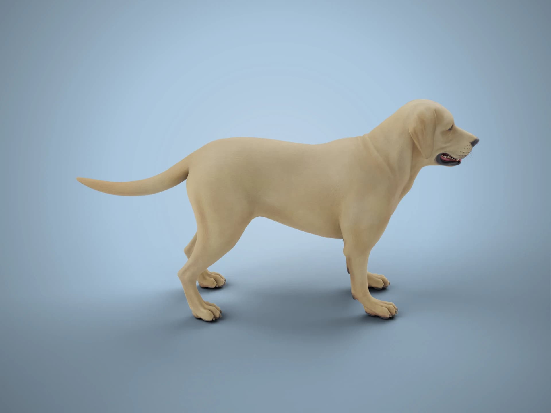 Golden Labrador Retriever Dog 3D Model