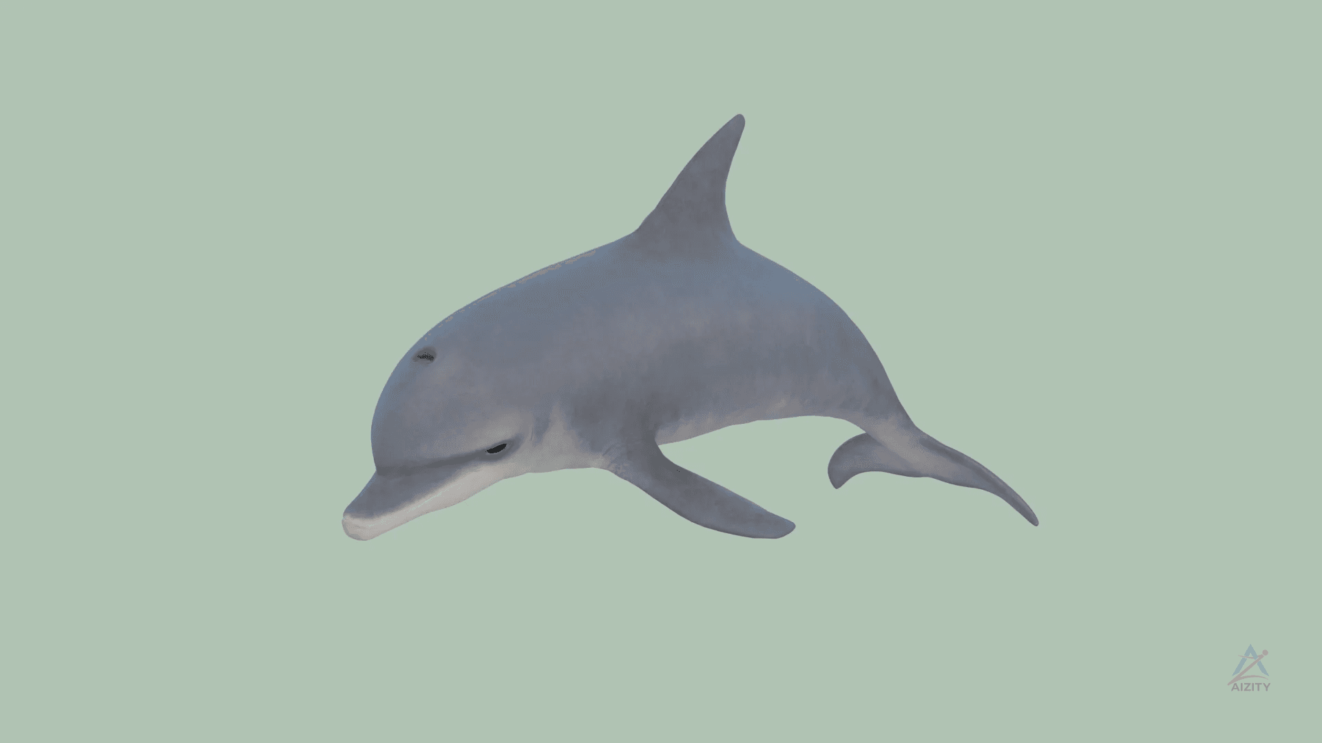 Dolphin 3D Model