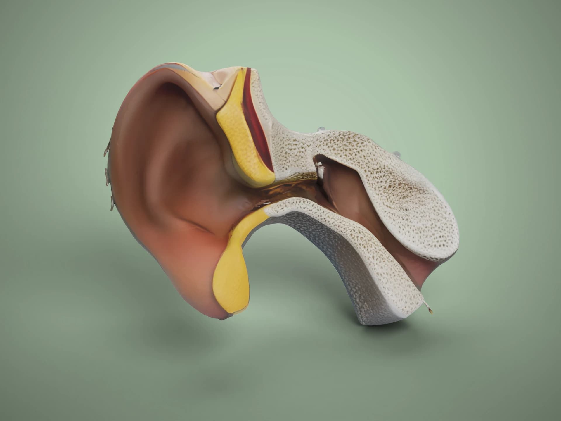 Human Ear Cross-Section Anatomy 3D Model