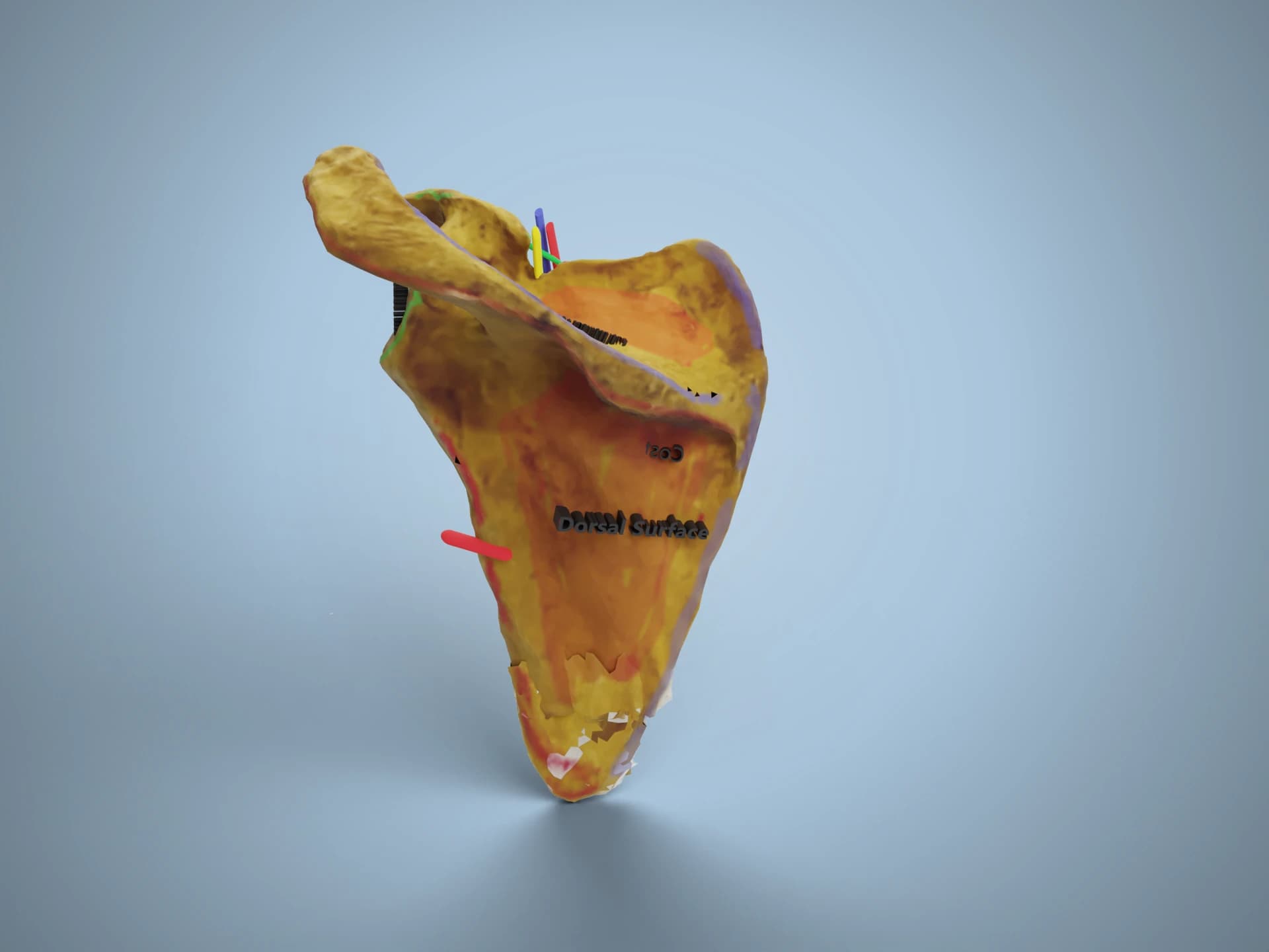 Scapula External Features 3D Model