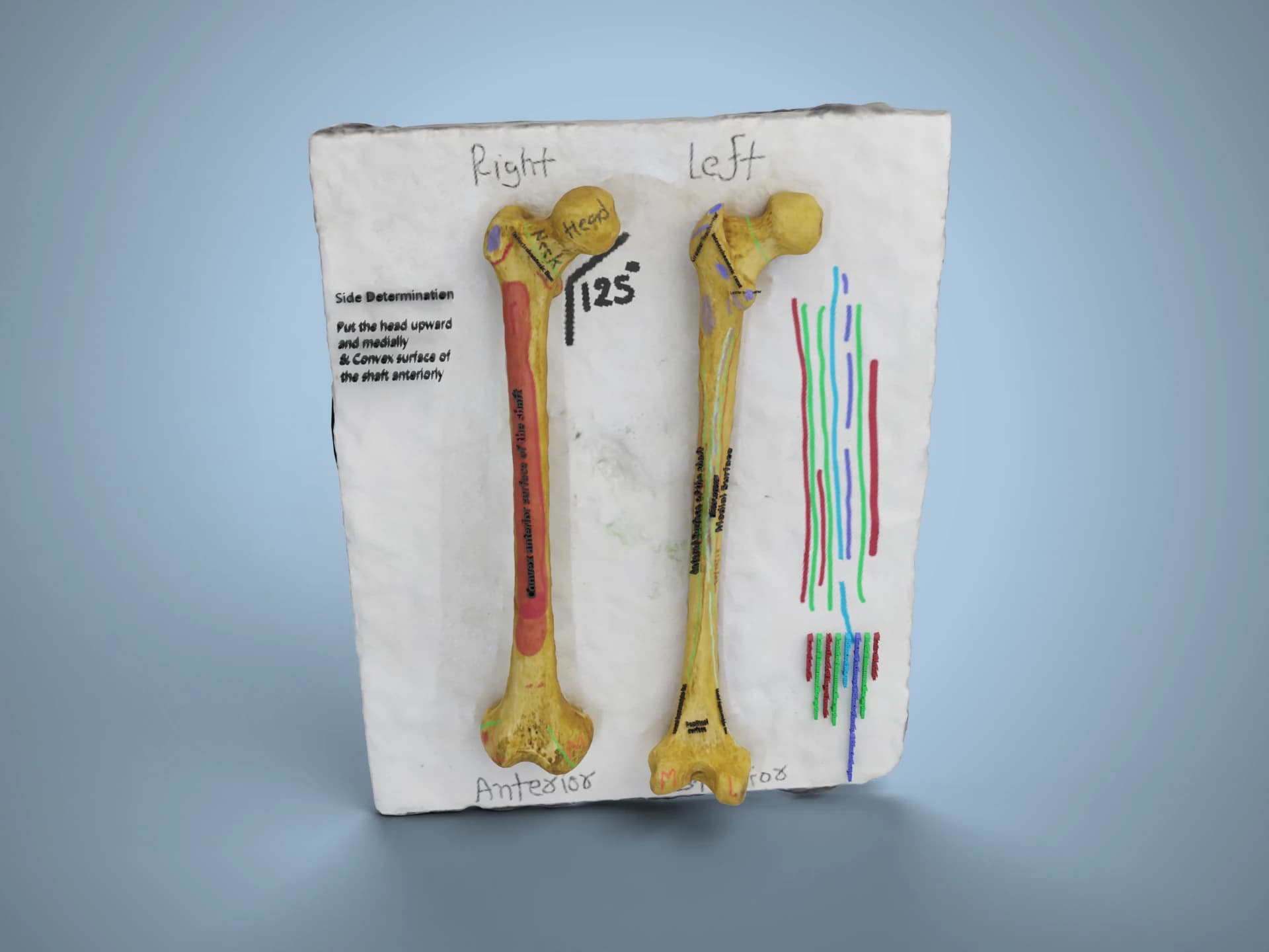 Femur Bone Anterior and Posterior View Board 3D Model