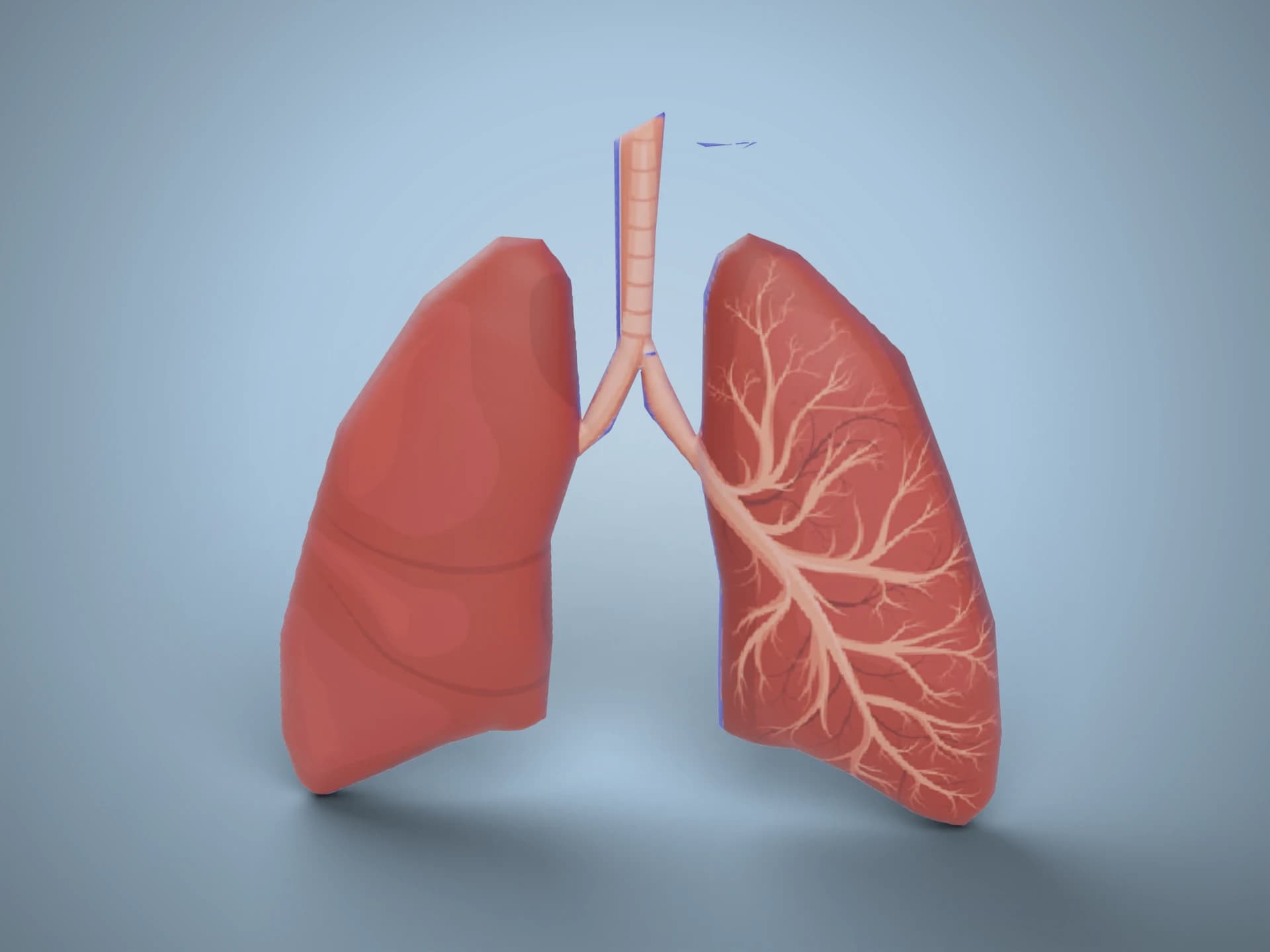 Human Lungs with Bronchial Tree 3D Model