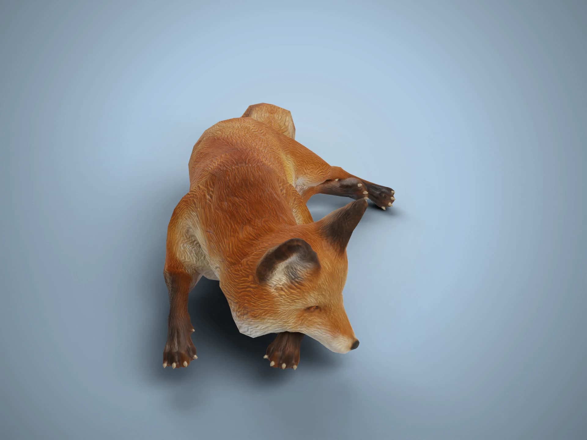 Animated Red Fox Waking Up 3D Model