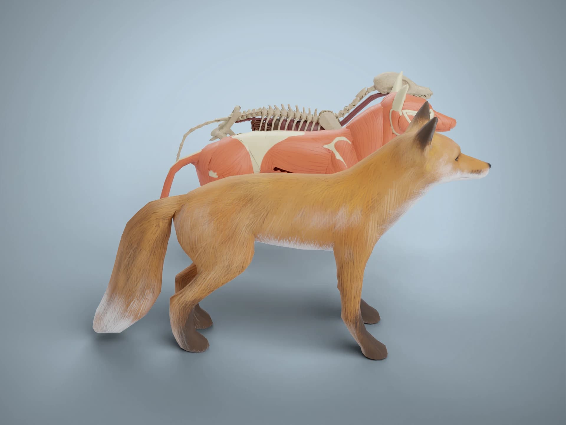 Red Fox Anatomy Layers 3D Model