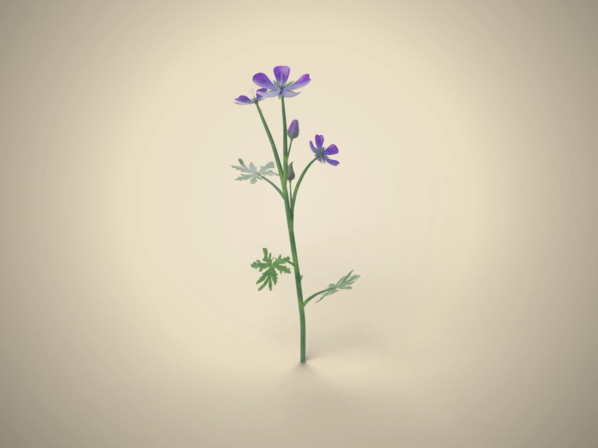 Wild Geranium Flower 3D Model