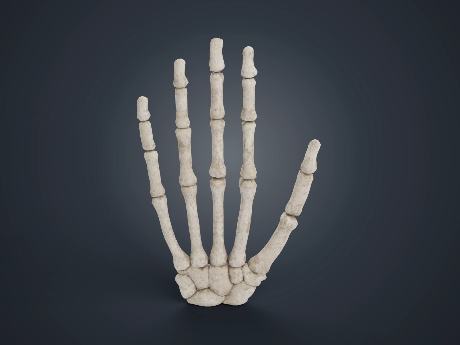 Hand Bones Anatomy 3D Model