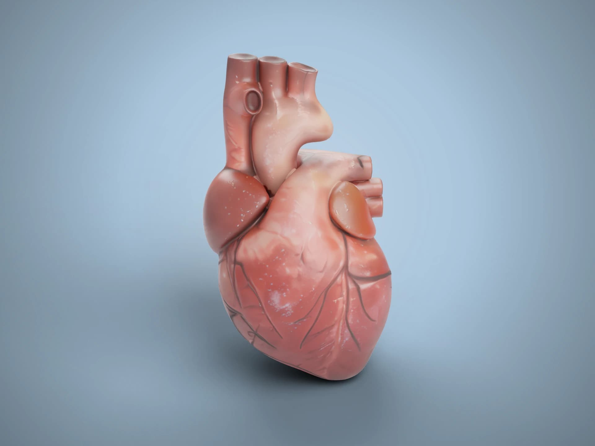 Anatomical Human Heart 3D Model