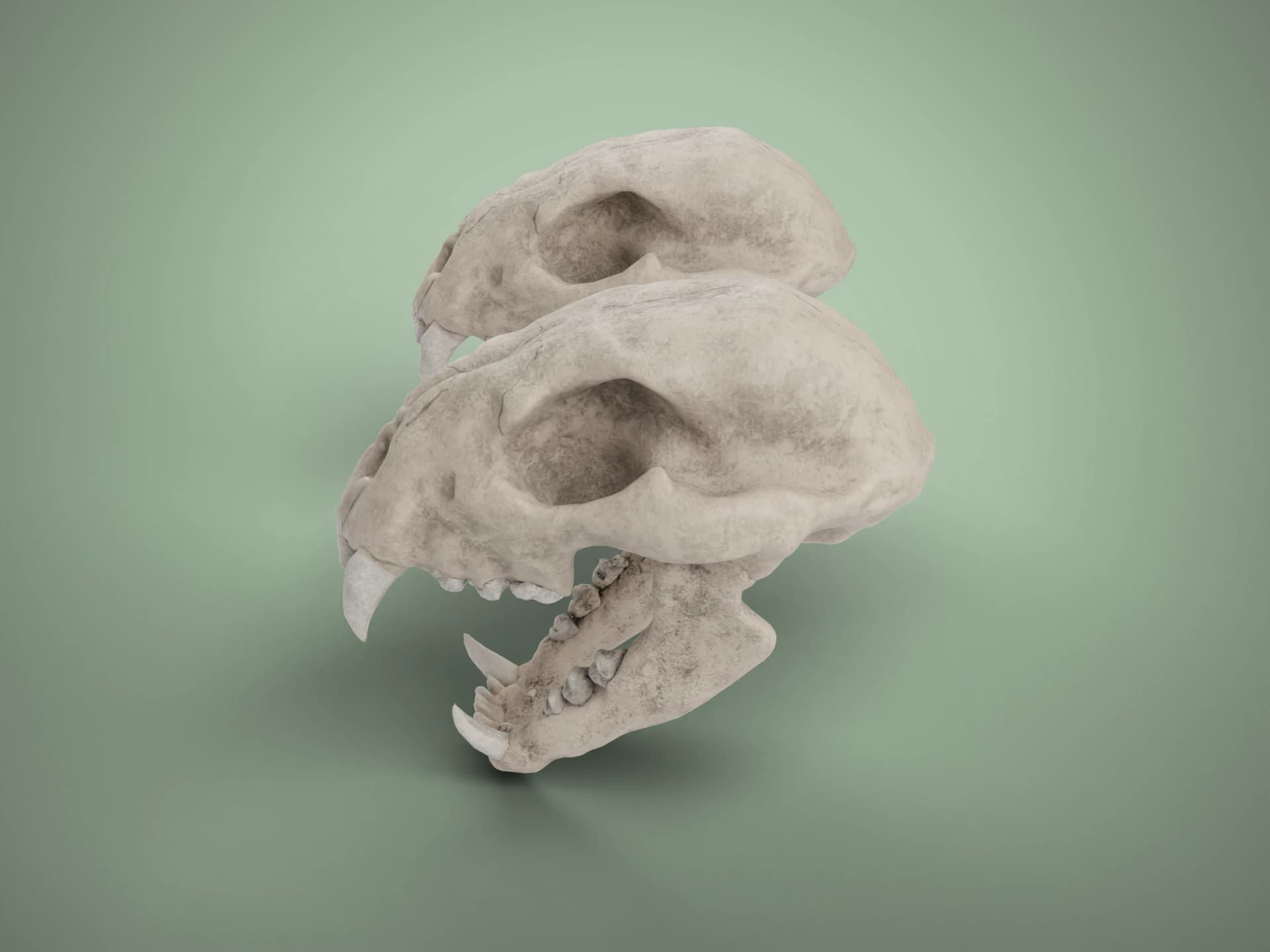 Cheetah Skull Pair 3D Model