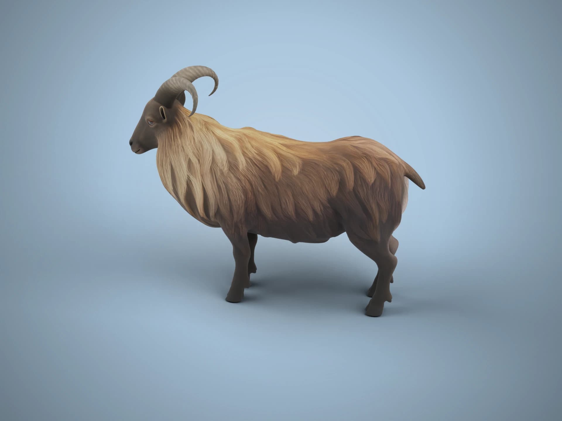 Himalayan Tahr Mountain Goat 3D Model