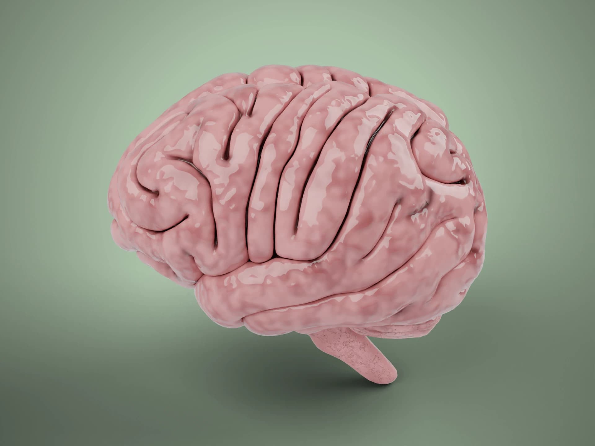 Detailed Human Brain Anatomy 3D Model