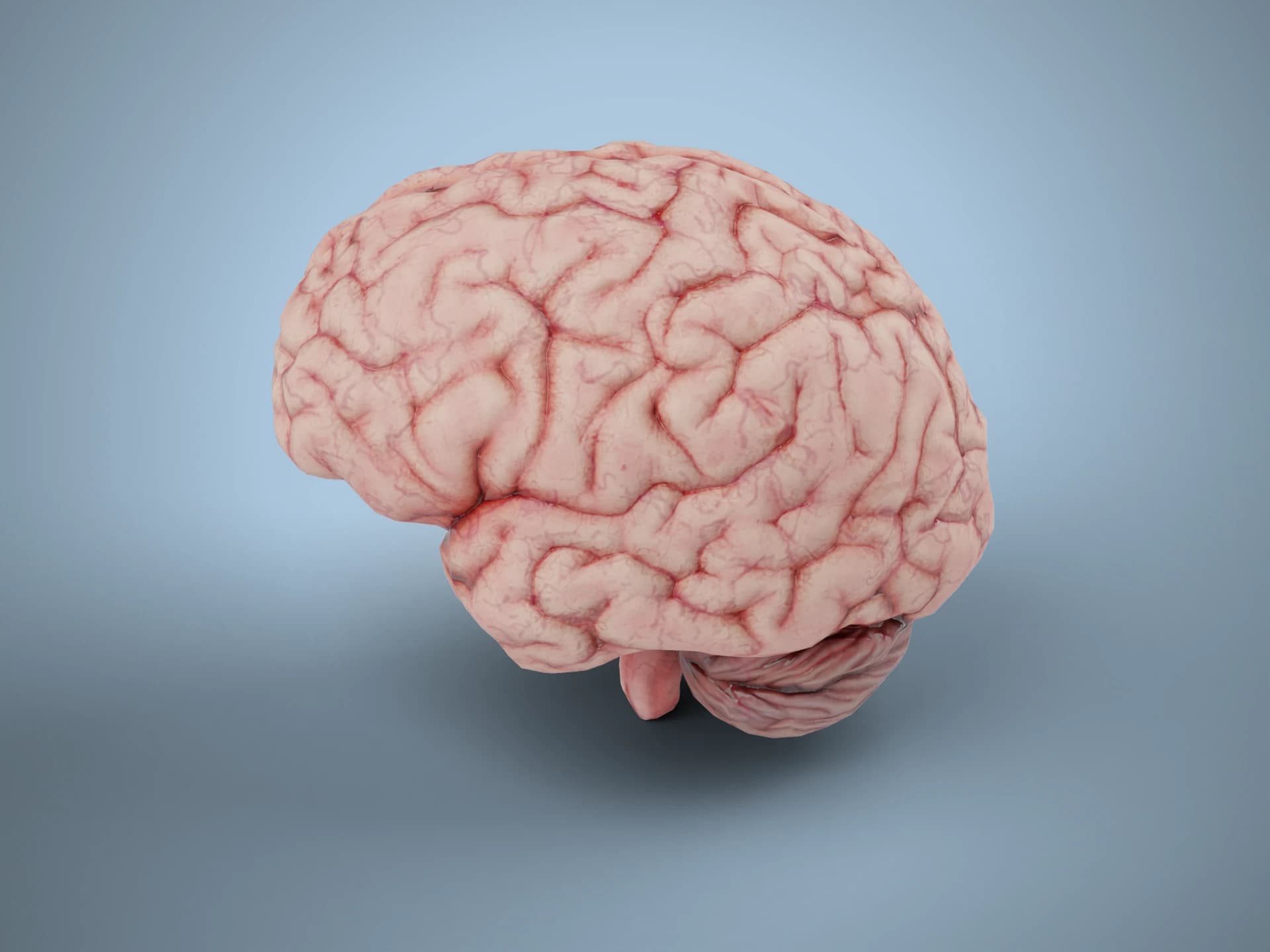 Human Brain Anatomy 3D Model