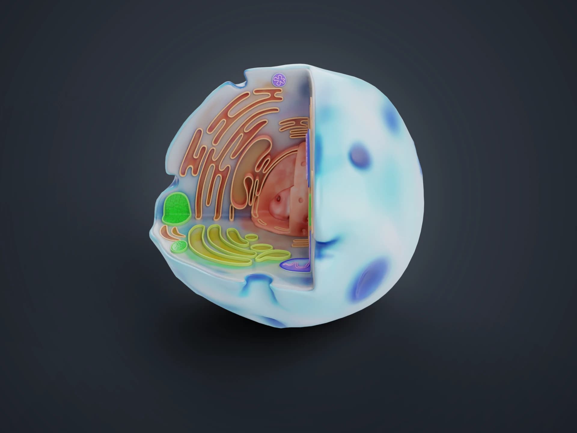 Human Animal Cell Cross Section 3D Model