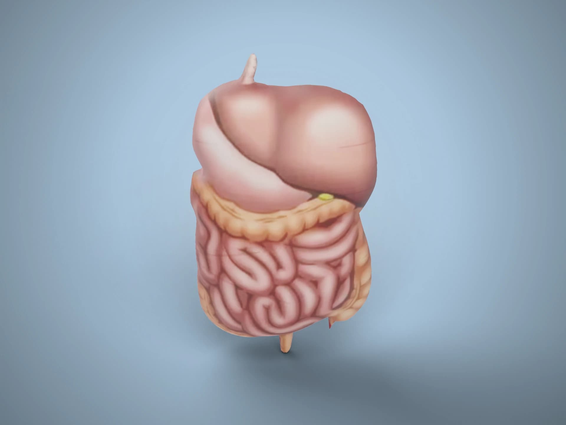 Human Digestive System 3D Model