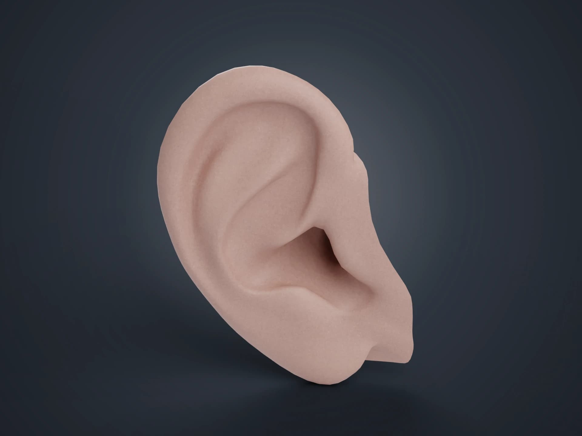 Human Outer Ear 3D Model