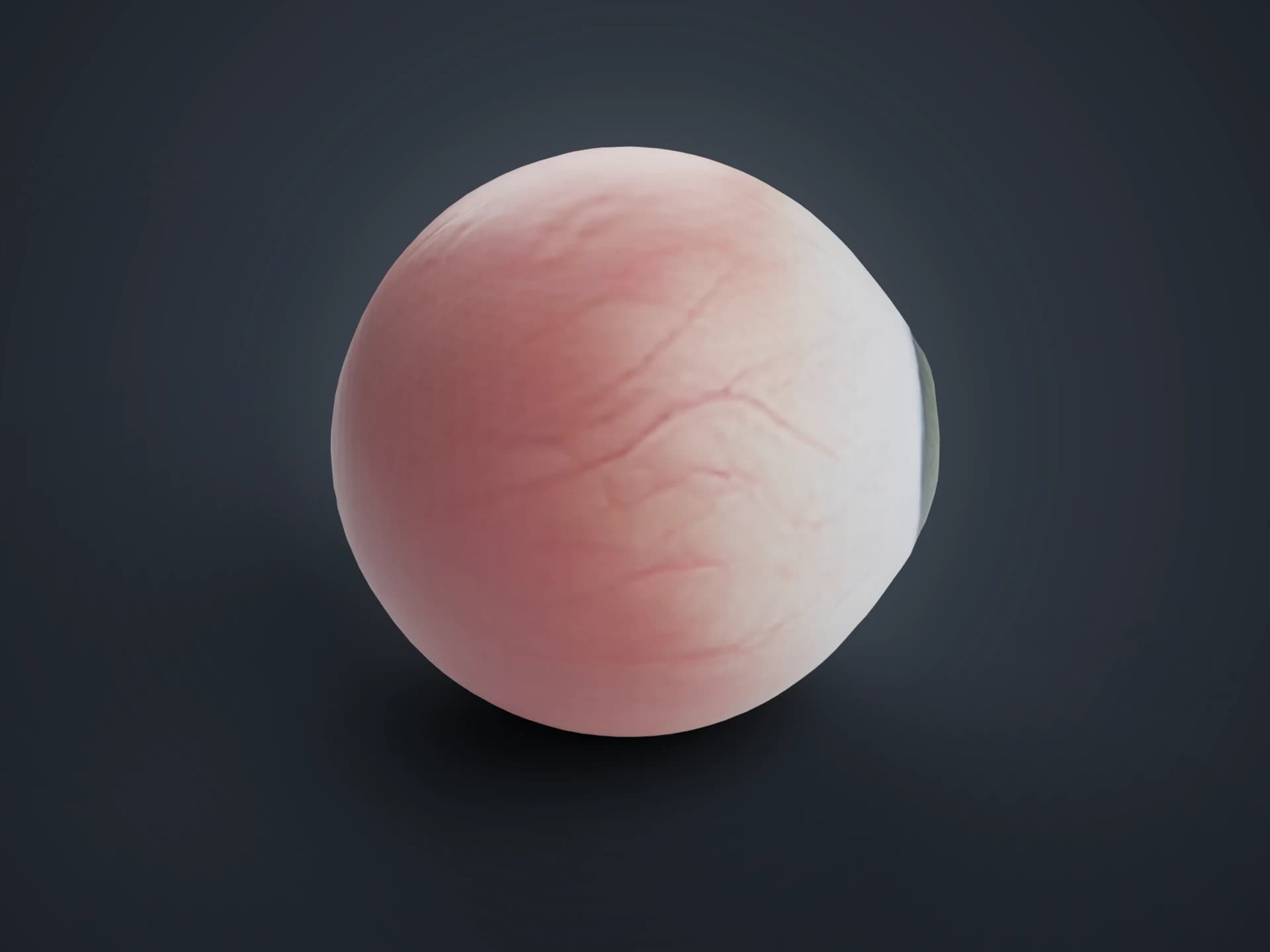 Human Eyeball 3D Model