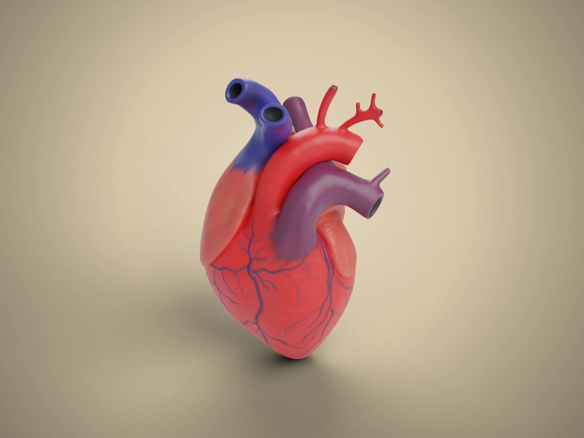 Human Heart with Great Vessels 3D Model