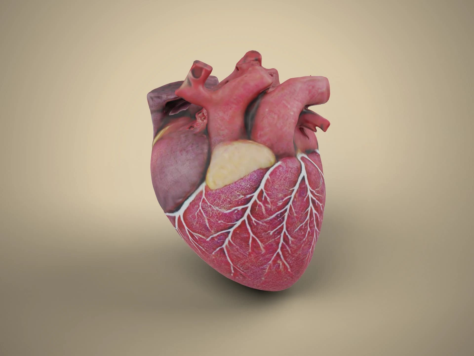 Human Heart with Coronary Vessels 3D Model
