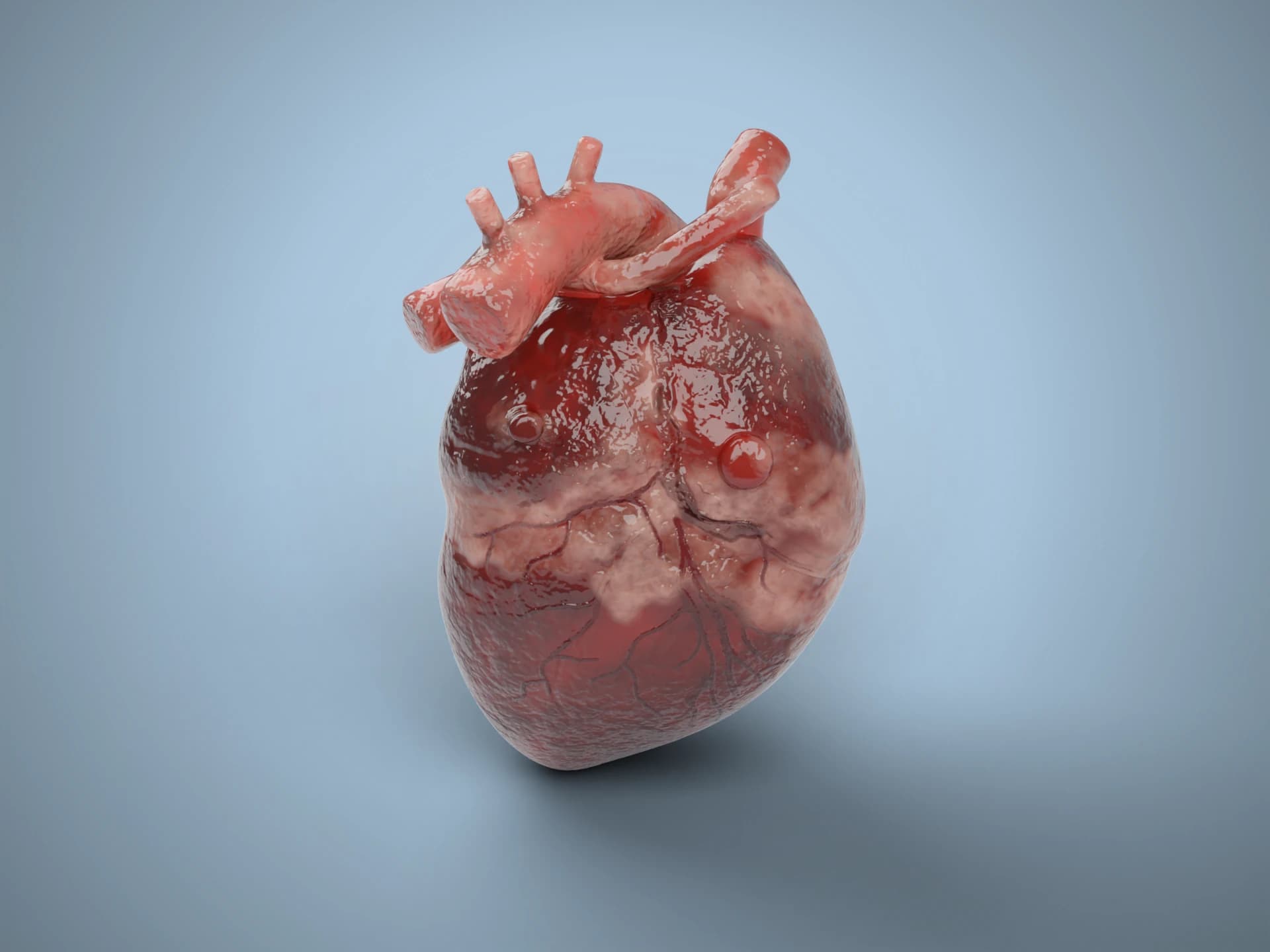 Realistic Human Heart Anatomy Study 3D Model