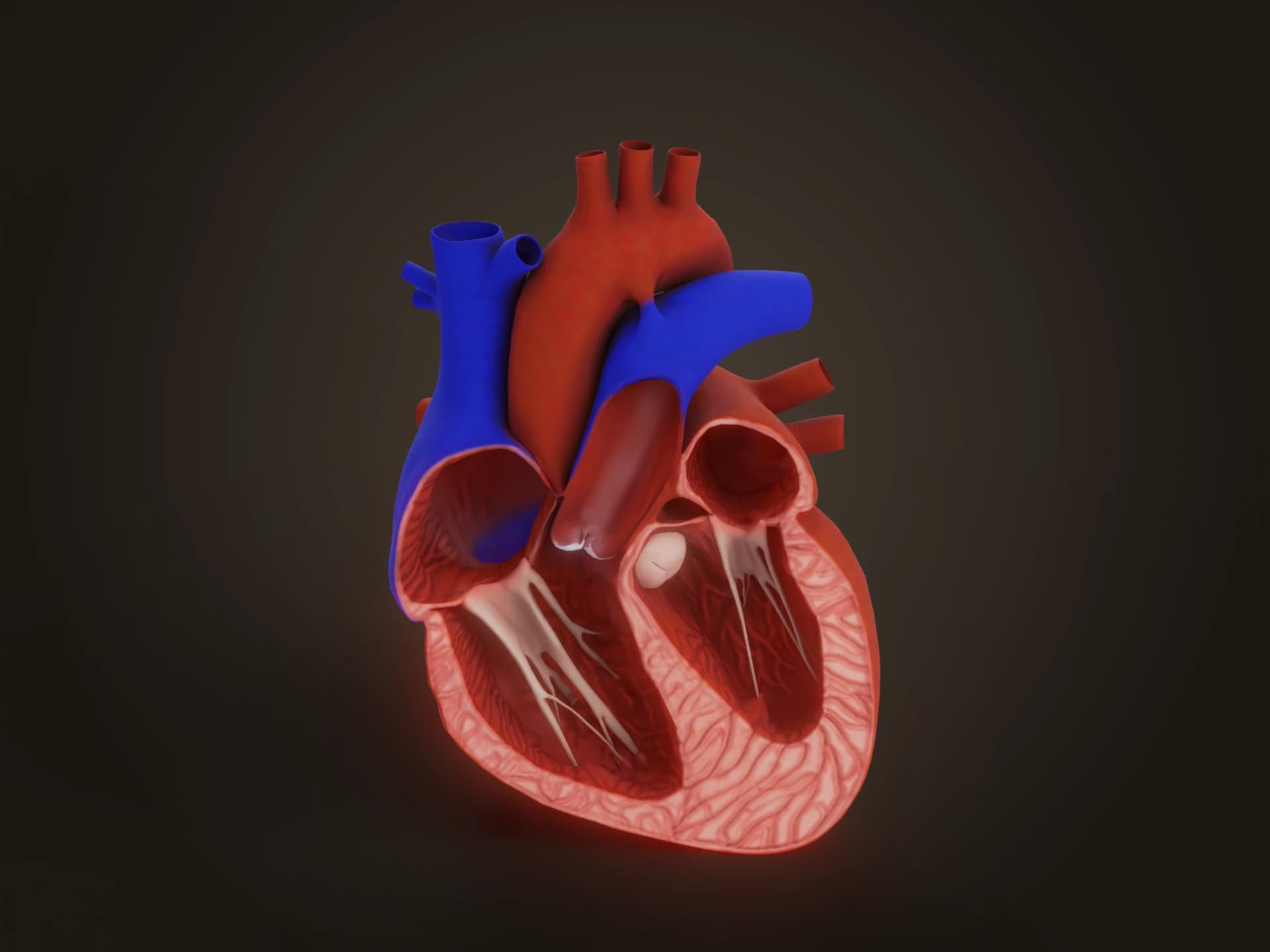 Human Heart Cross Section 3D Model