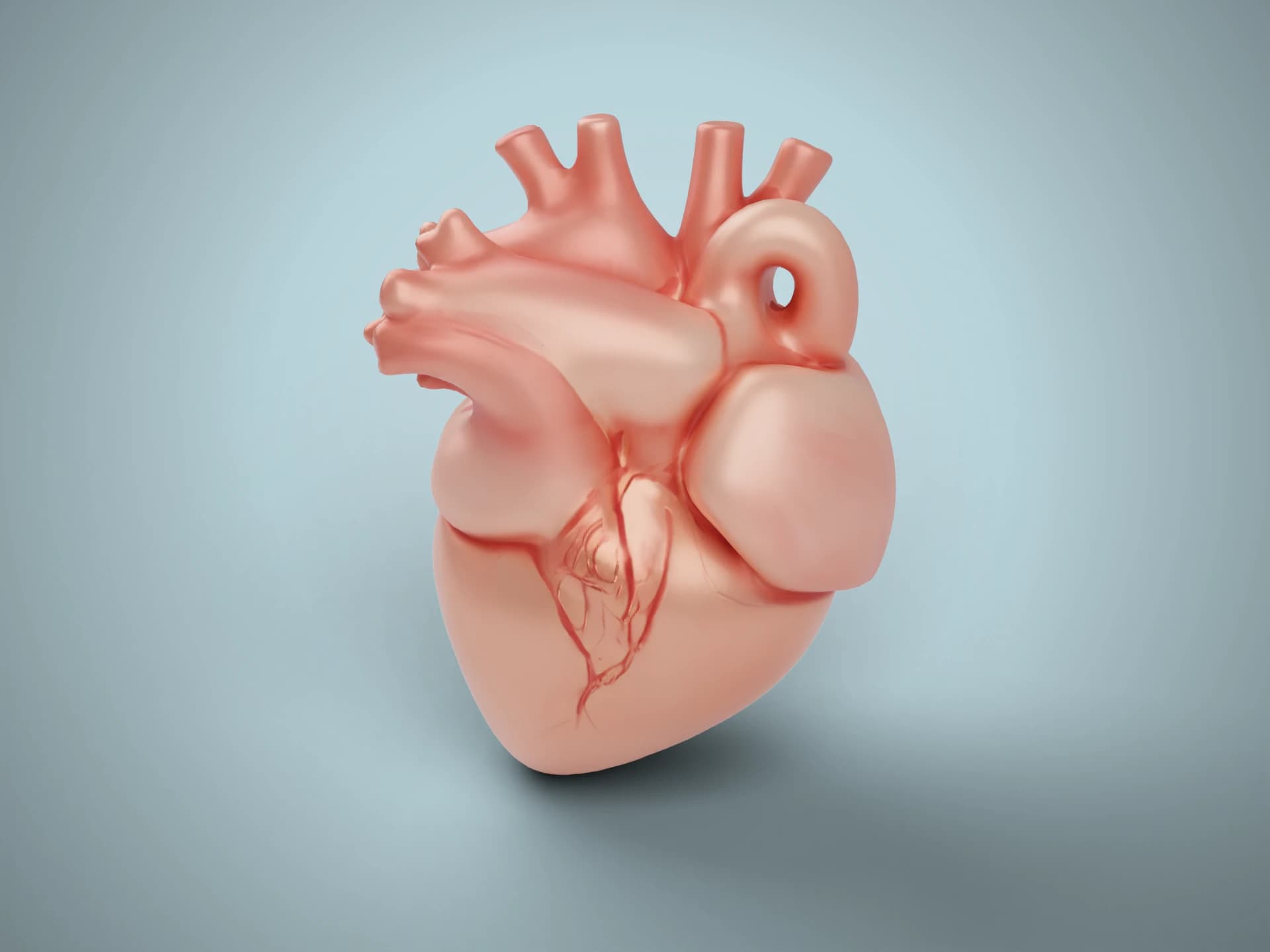 Realistic Human Heart Anatomy 3D Model