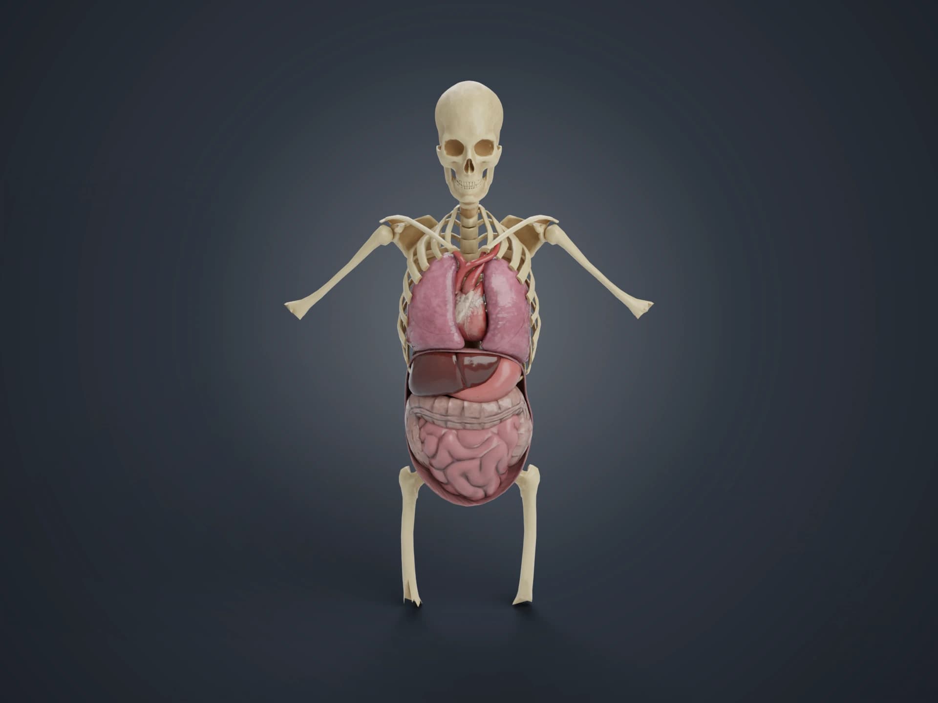 Human Skeleton with Internal Organs 3D Model