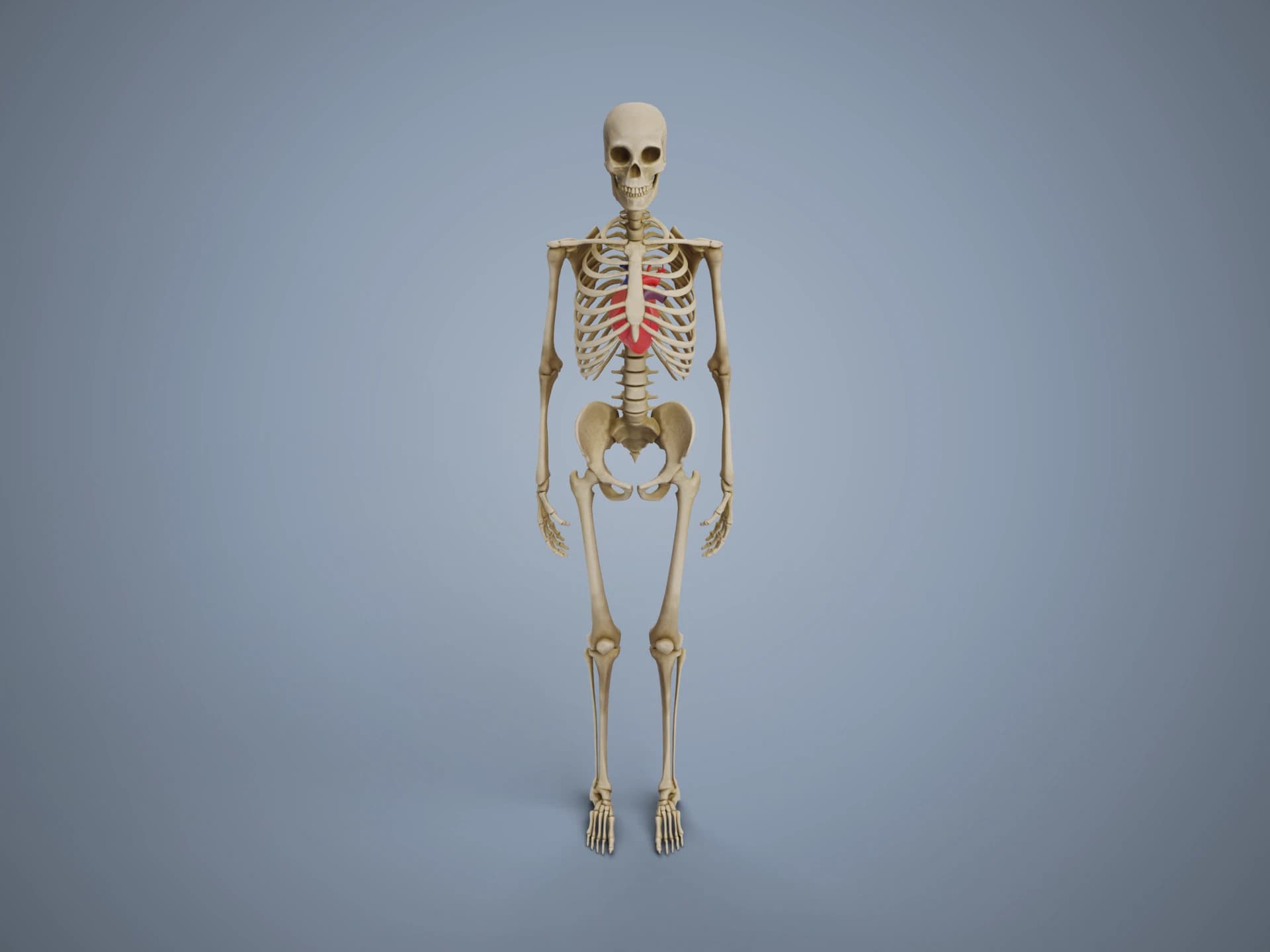 Human Skeleton with Heart 3D Model